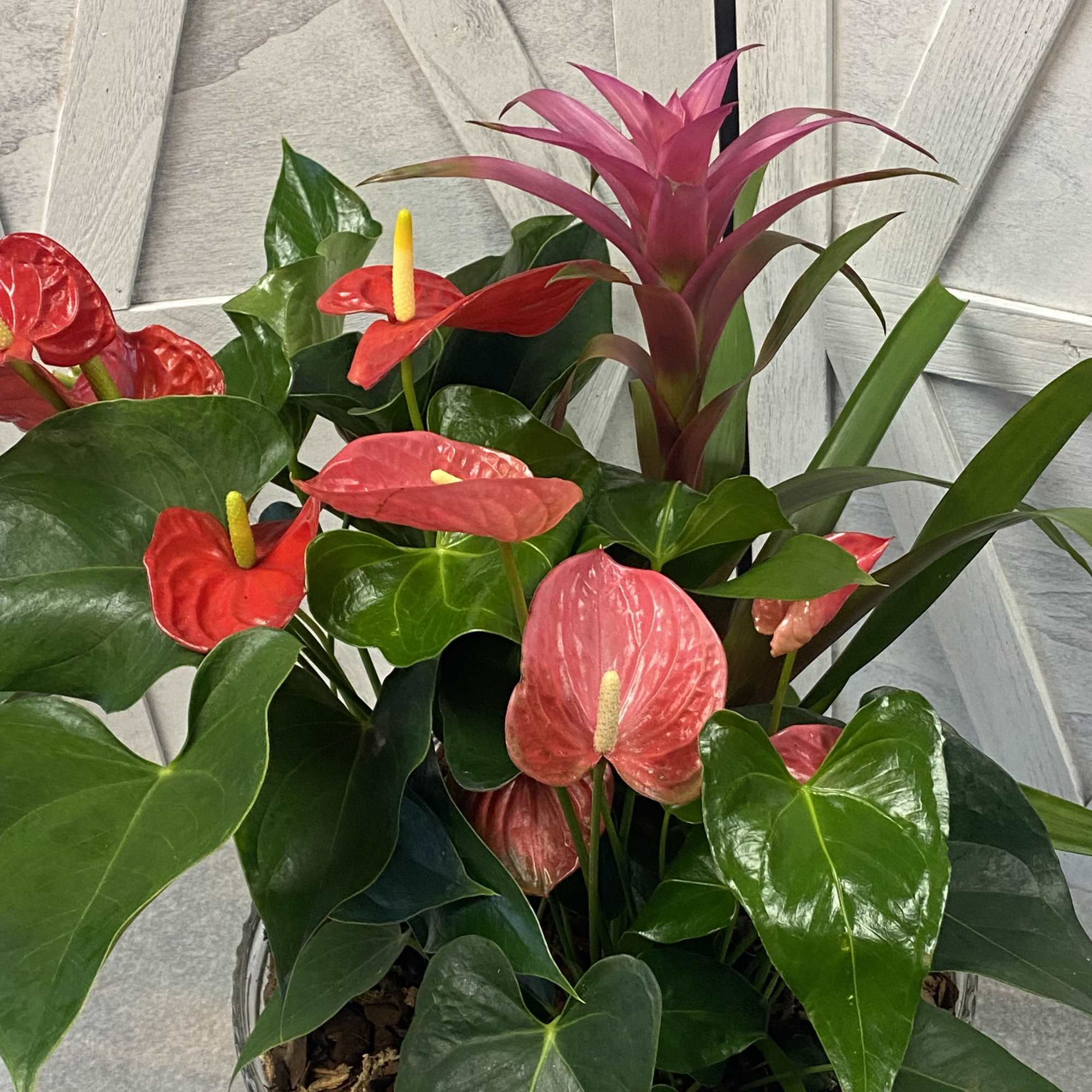 Potted anthurium and bromeliad plant arrangement with red and pink blooms