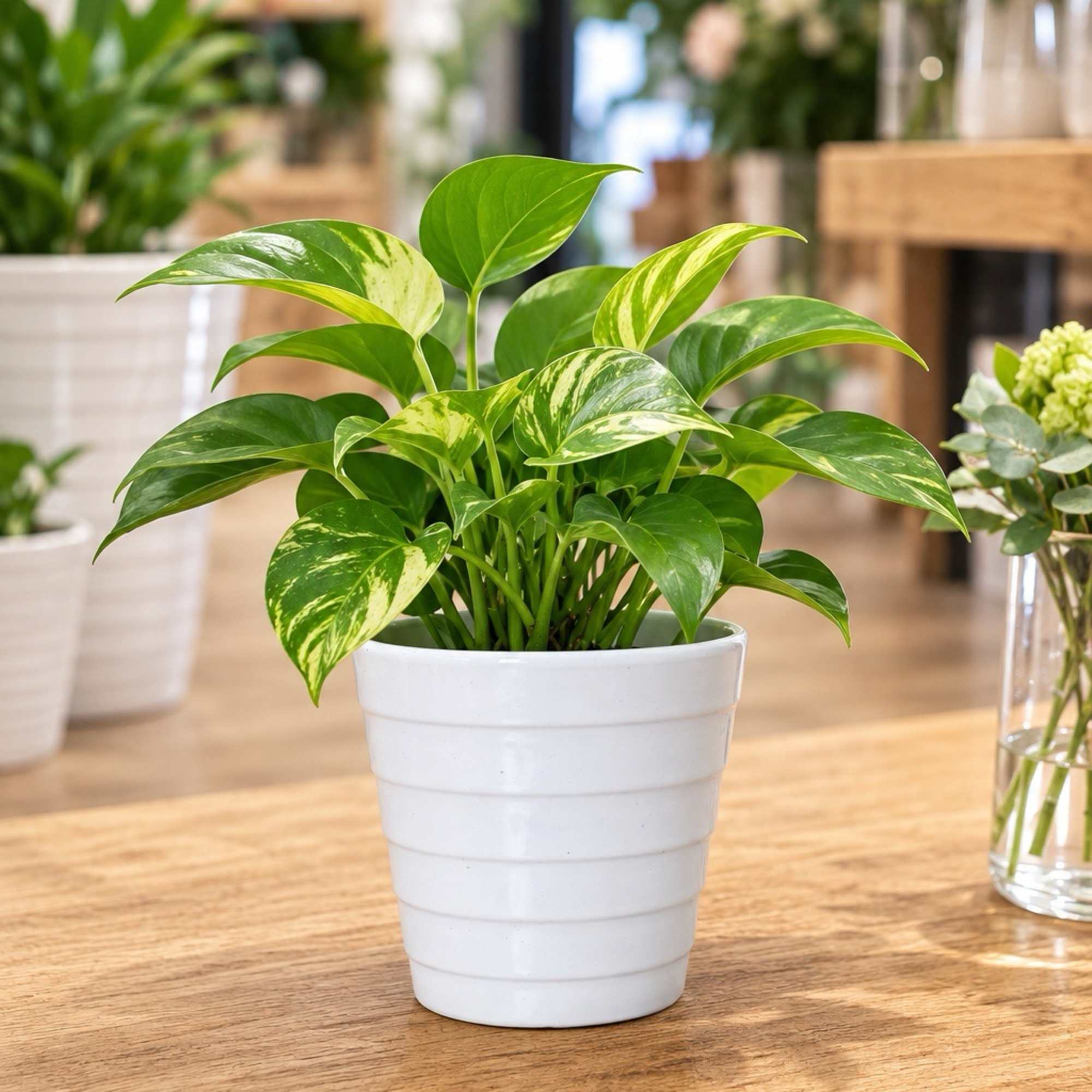 Potted green houseplant in a white ceramic pot on a wooden table