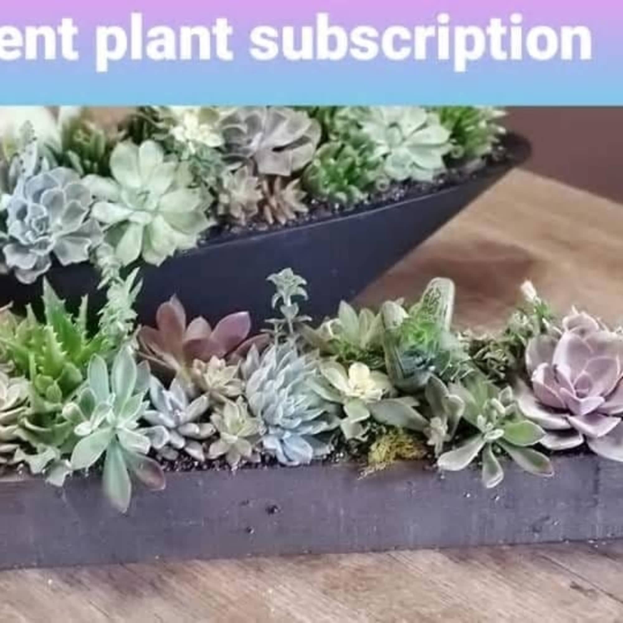 Assorted succulent plants arranged in a long wooden box and a black boat-shaped planter.