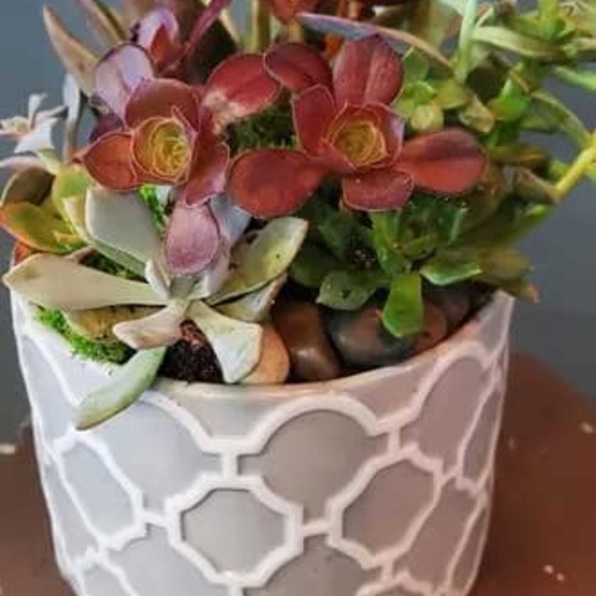 Succulent garden with red and green rosettes in a white patterned ceramic pot