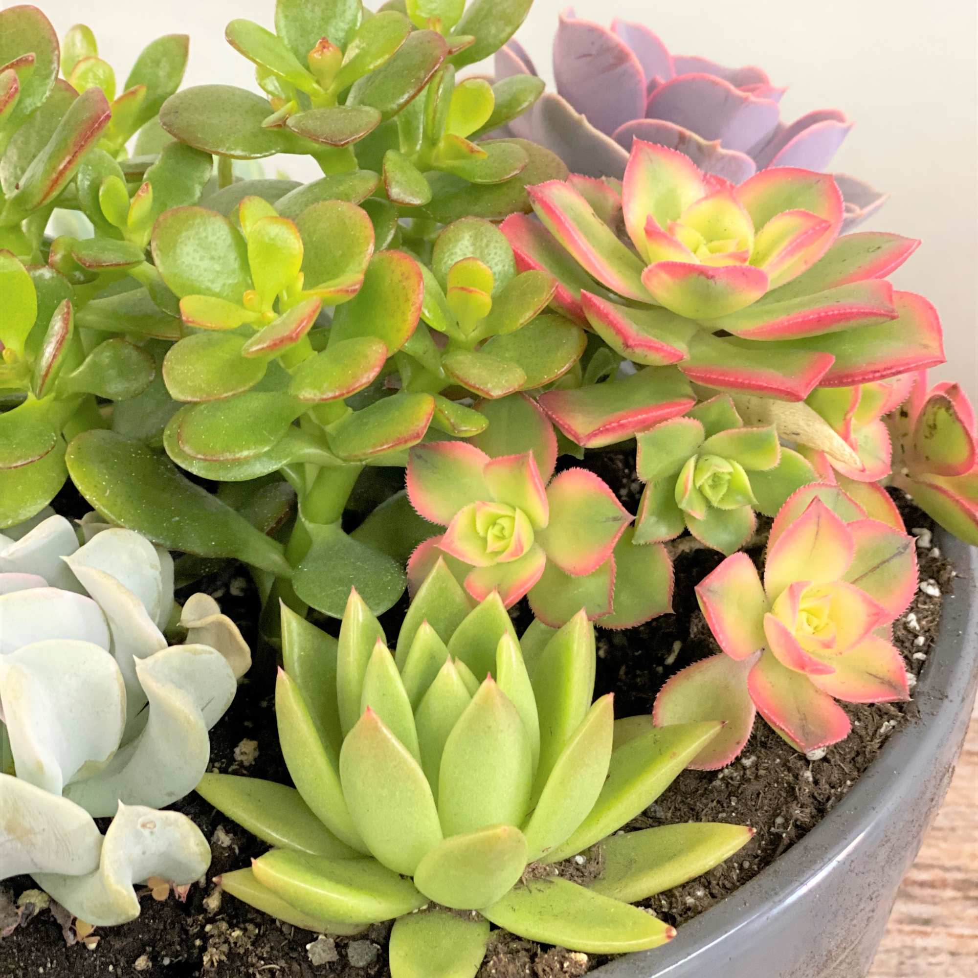 Often considered an ornamental plant because of their striking appearance, succulents are, photo 2 of 3
