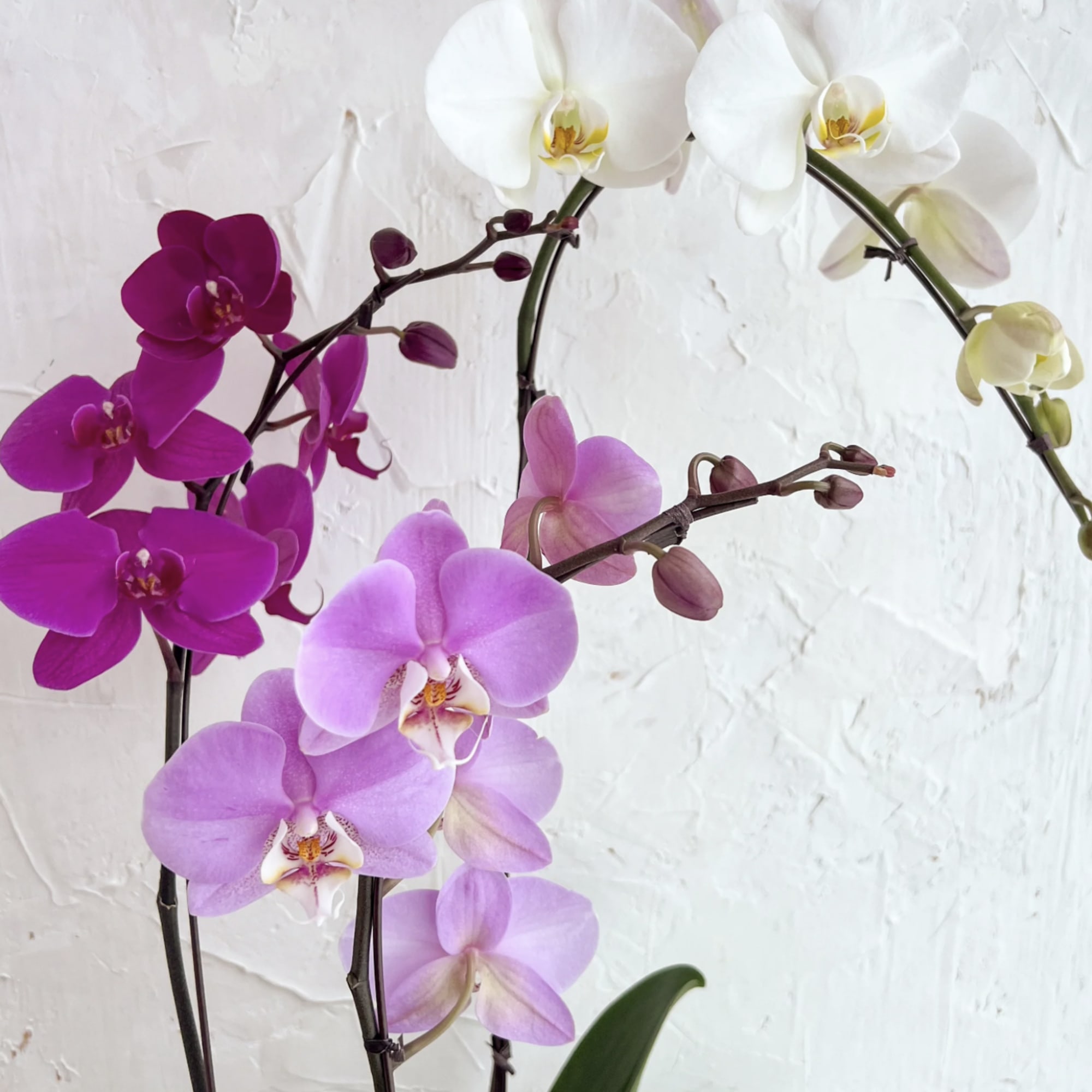 White, pink, and purple orchids on arching stems
