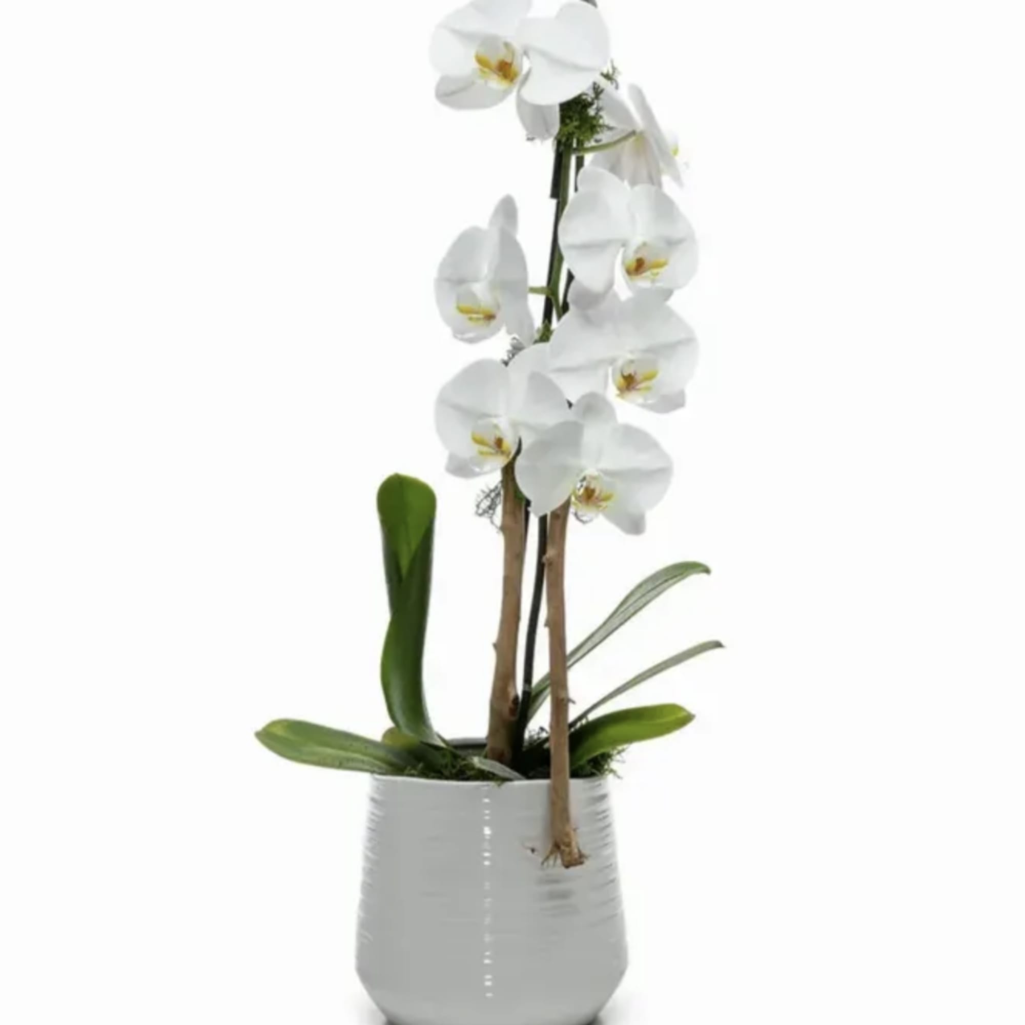 White orchid plant in a gray ceramic pot