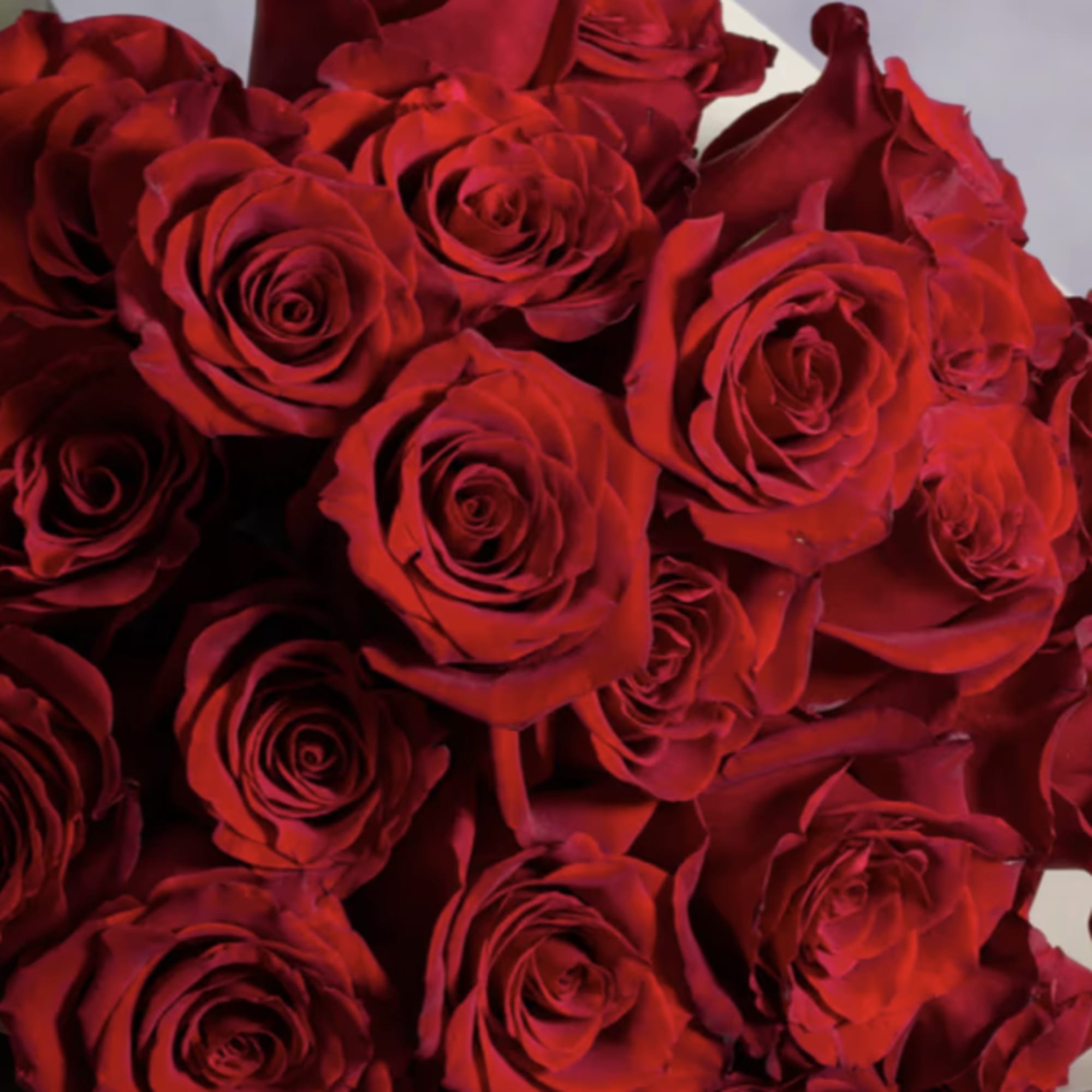 Close-up of a dense bouquet of red roses.