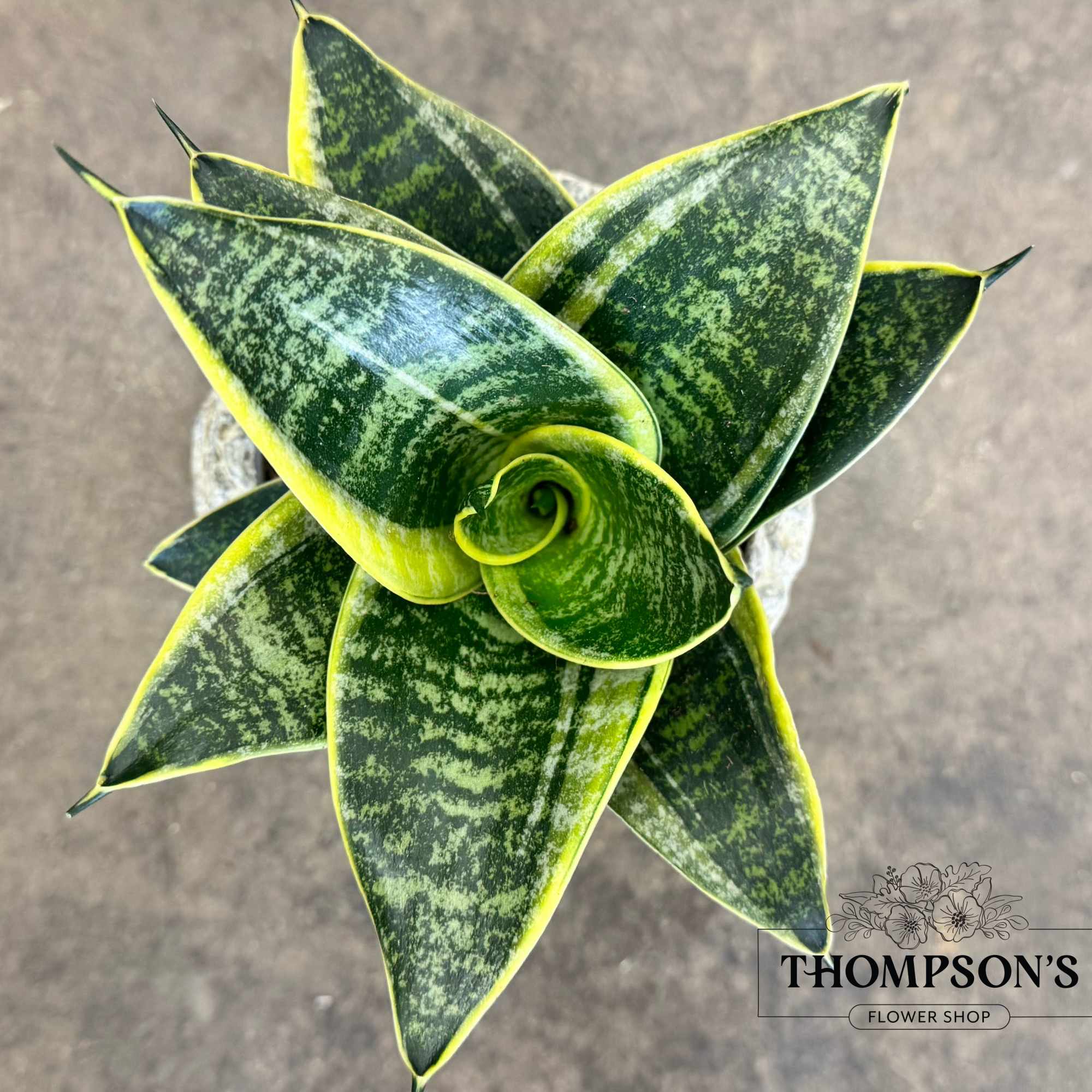 Top view of a variegated snake plant in a pot