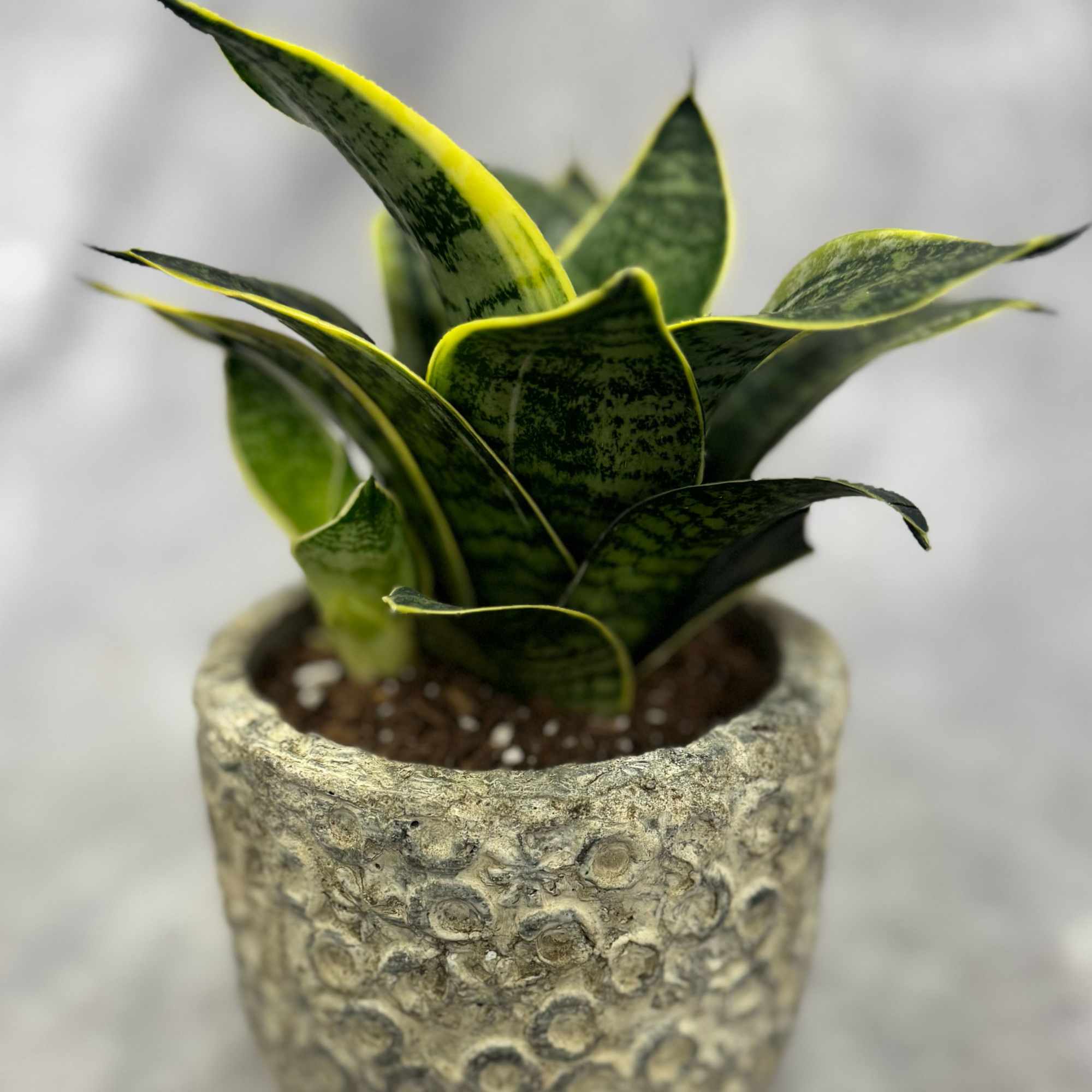 Small snake plant in a textured stone-look pot