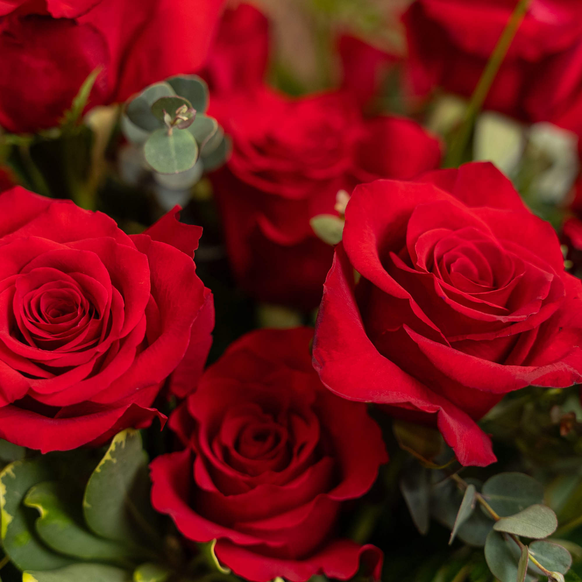 Close-up of a bouquet of fully open red roses