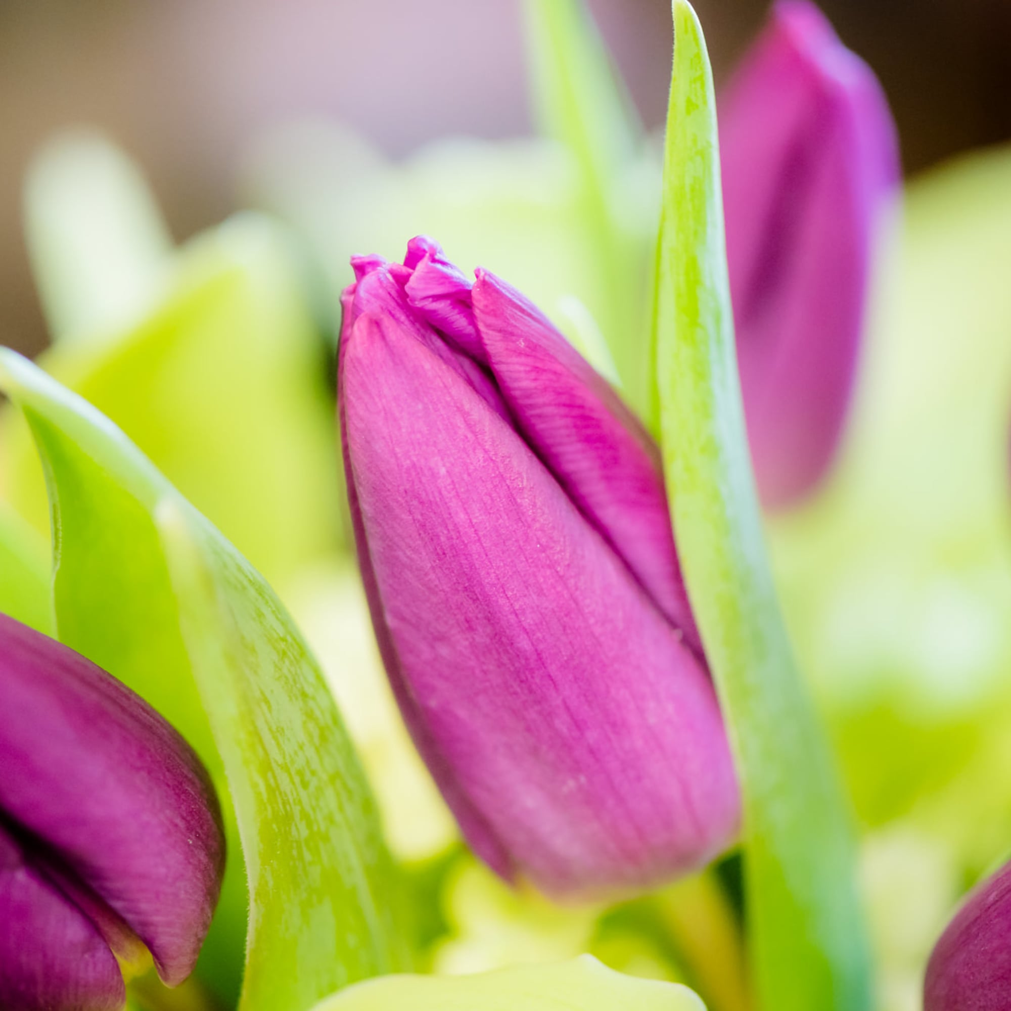 Close-up of pink and purple tulip buds with bright green leaves