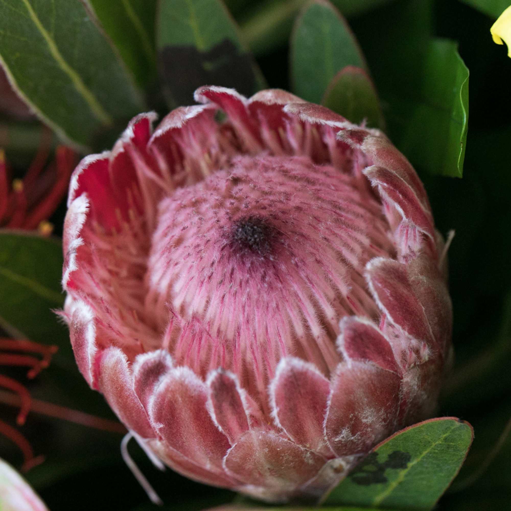 Close-up of a single pink protea bloom