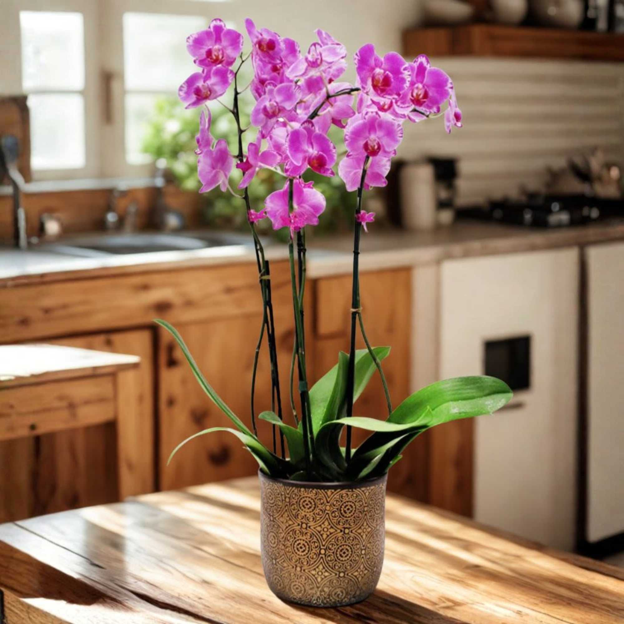 フラワー Premium Local Phalaenopsis Garden (4 Stems) Locally Grown in