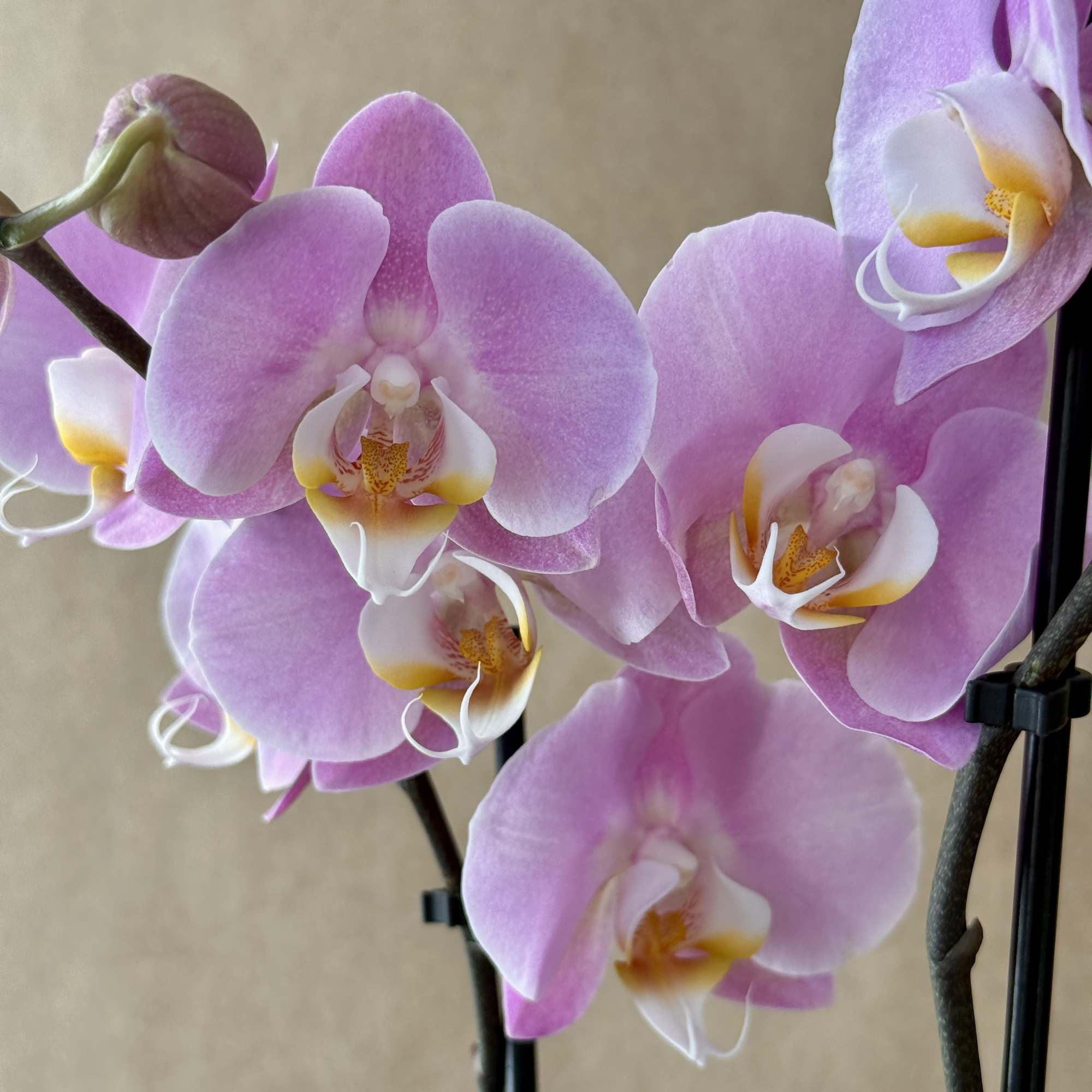 Close-up of pink phalaenopsis orchid blooms on arching stems