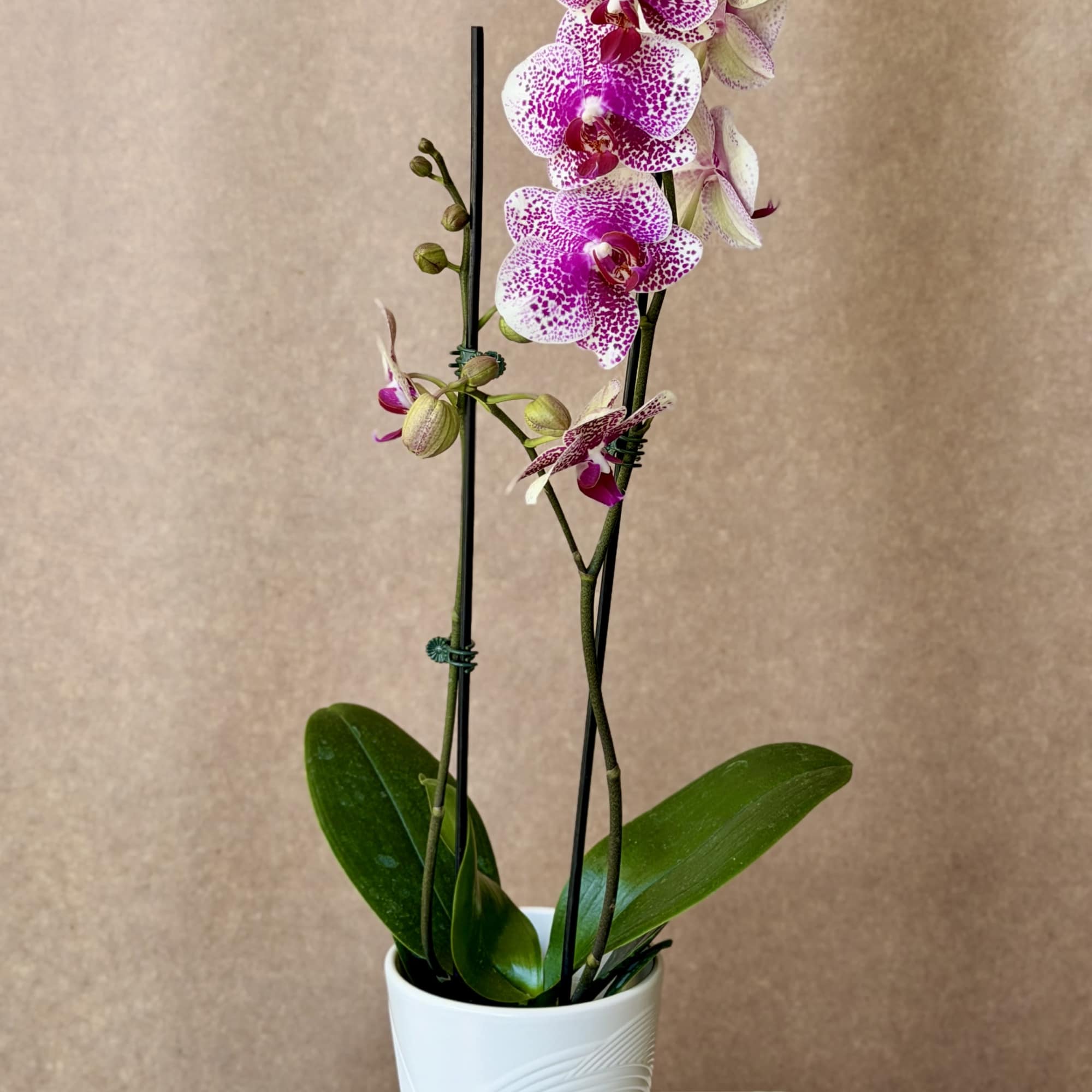 Magenta Phalaenopsis Orchid plant in ceramic pot. , photo 2 of 6