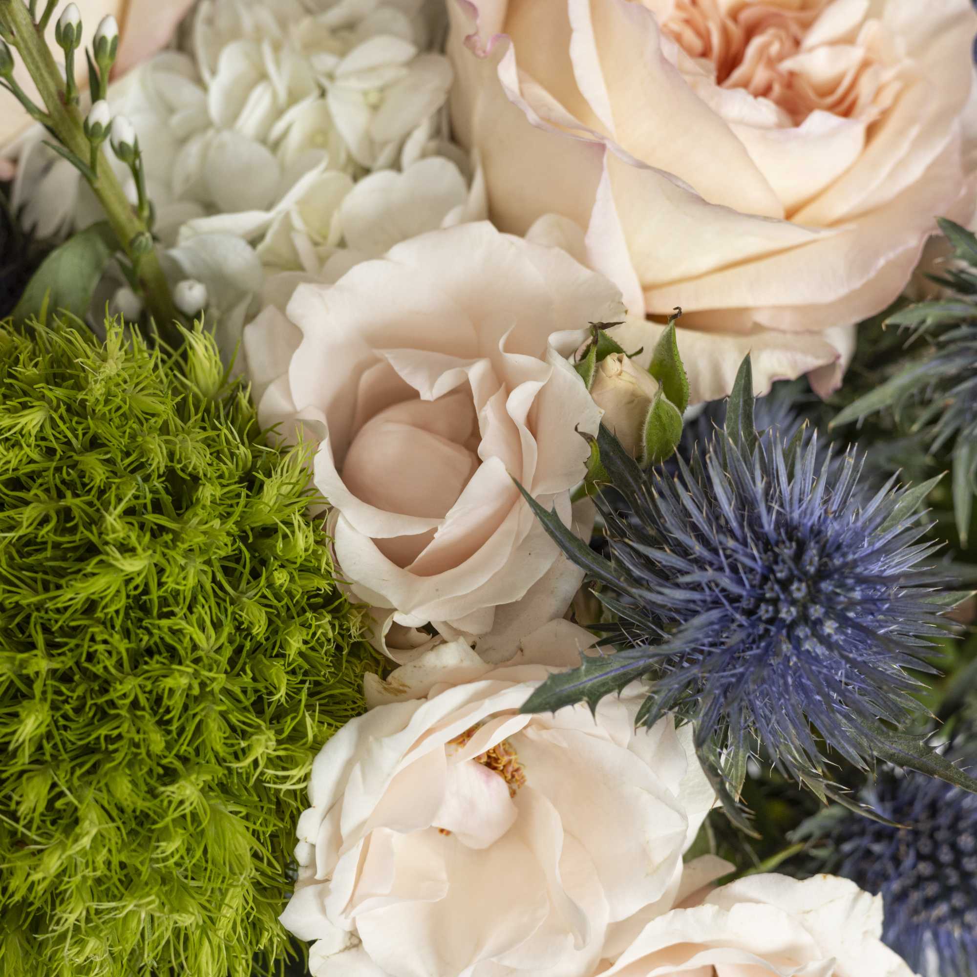 Bouquet of pale peach roses with white blooms and blue thistle