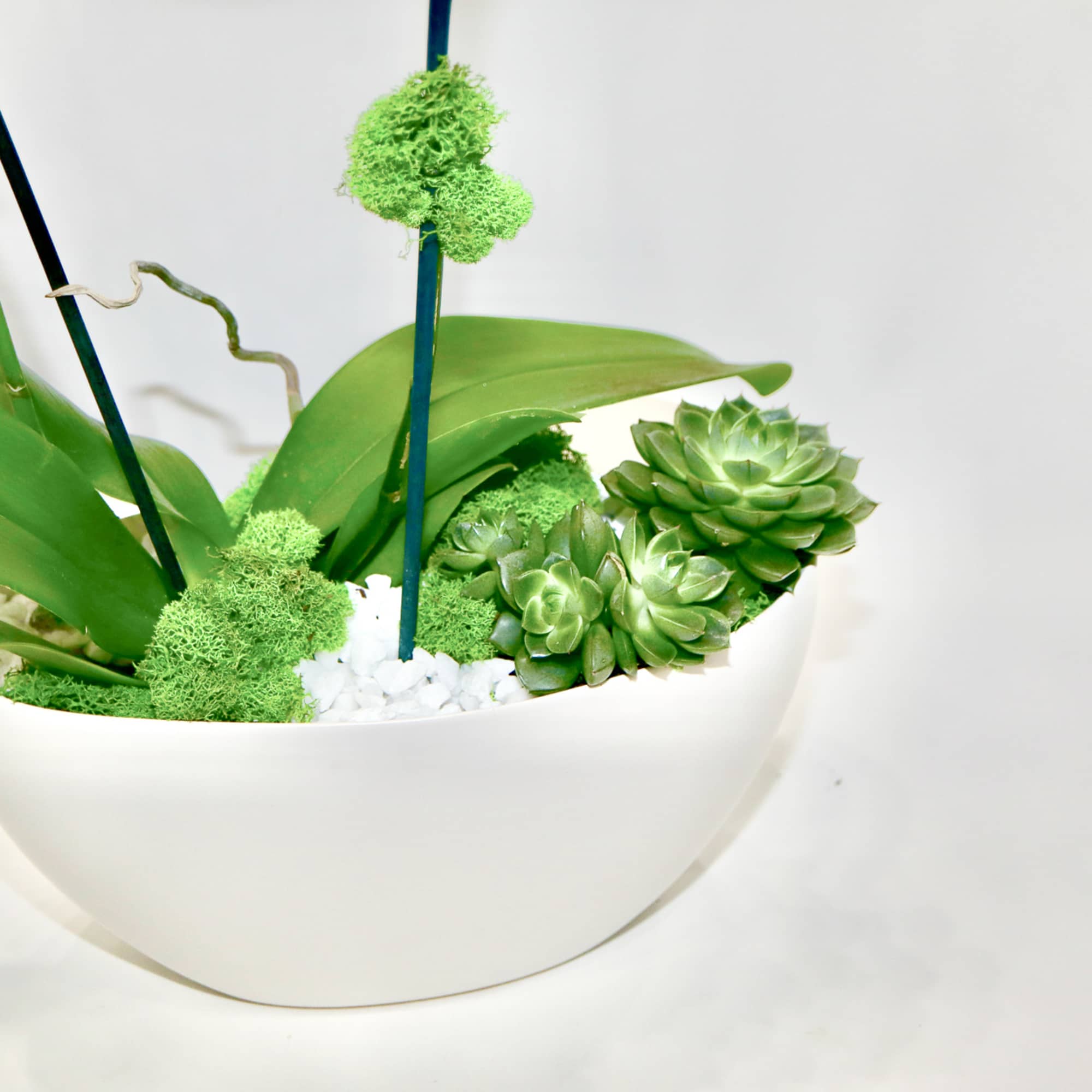 A beautiful mix of white orchid with succulent plants, comes in a