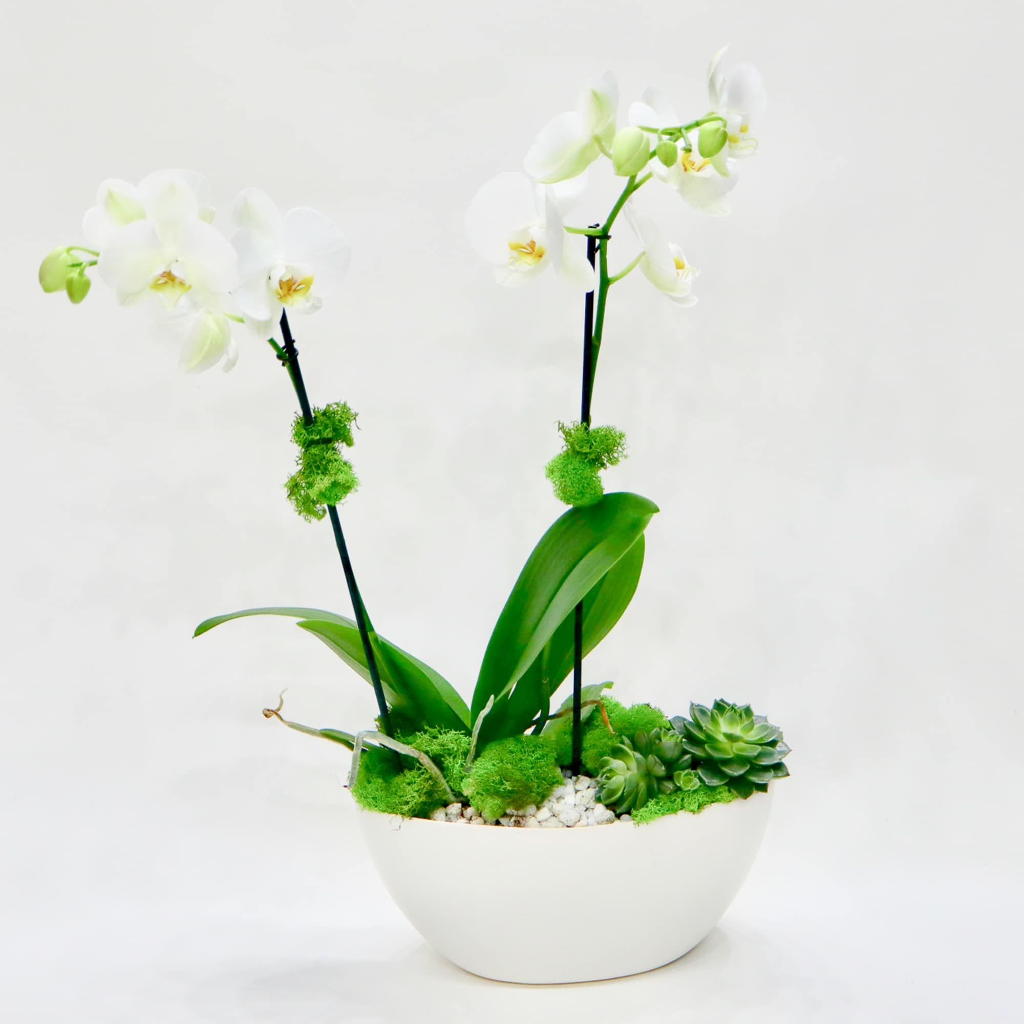 White orchids in a white bowl with succulents and moss, photo 4 of 4