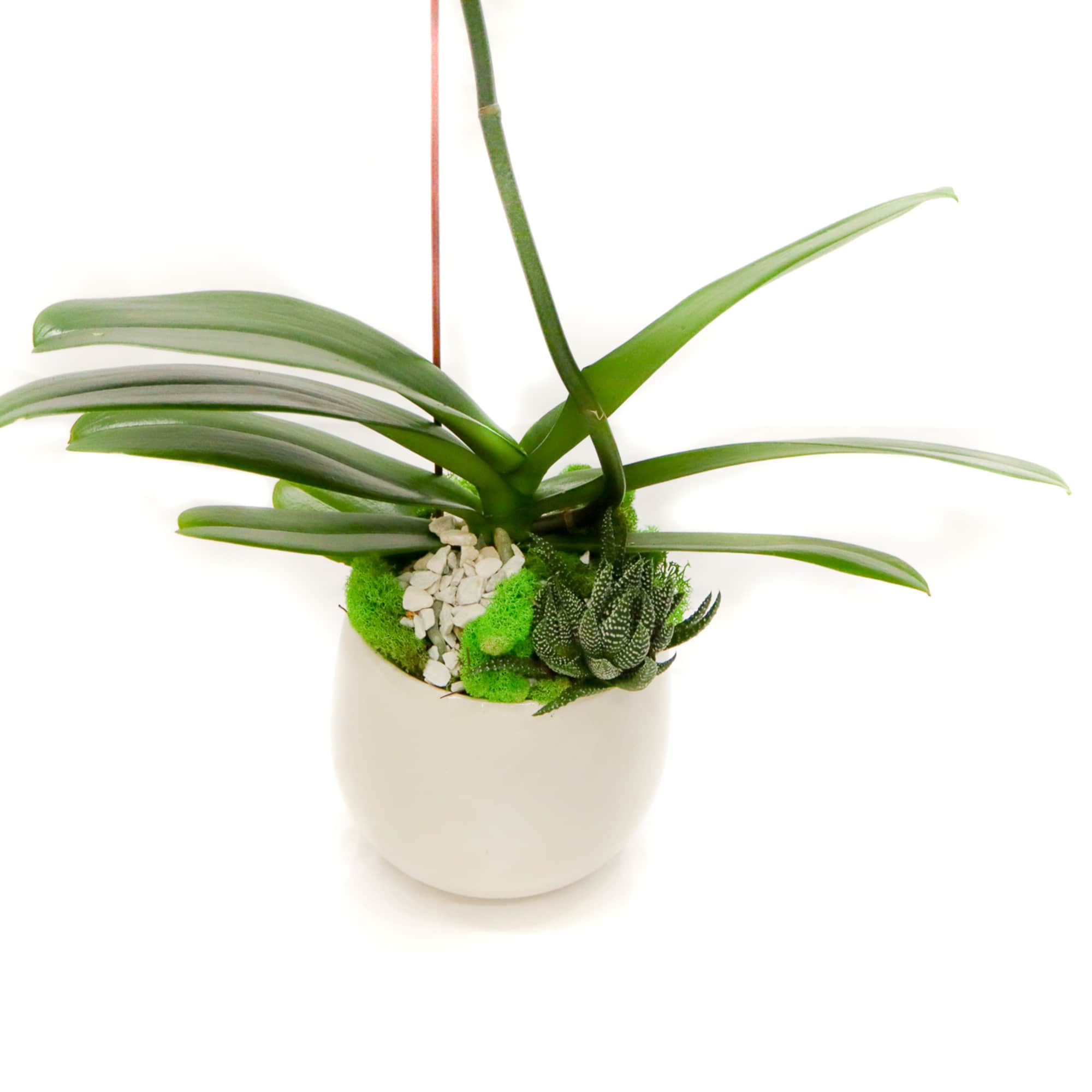 Potted orchid plant with long green leaves in a white container