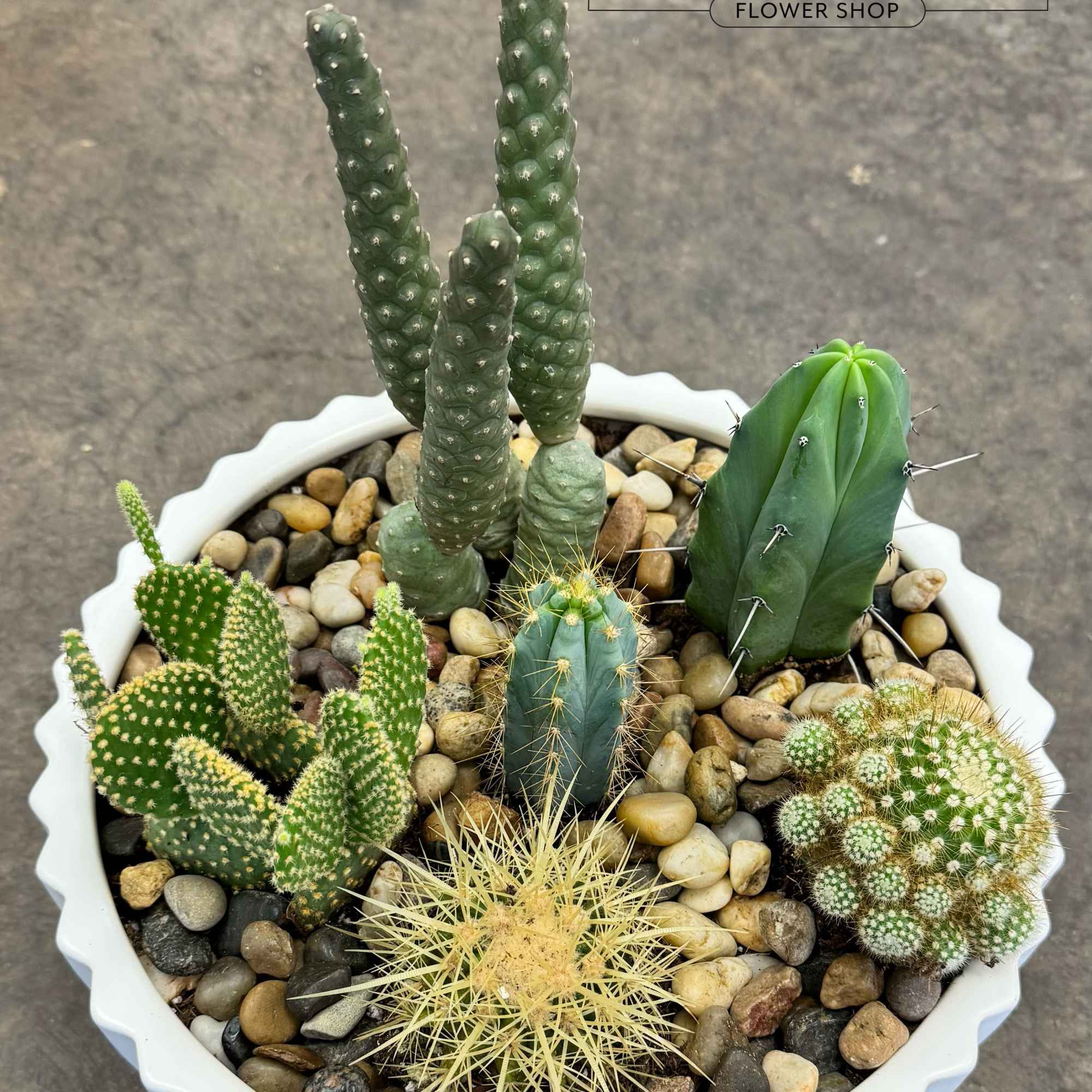 Potted cactus arrangement in a white scalloped bowl with pebbles