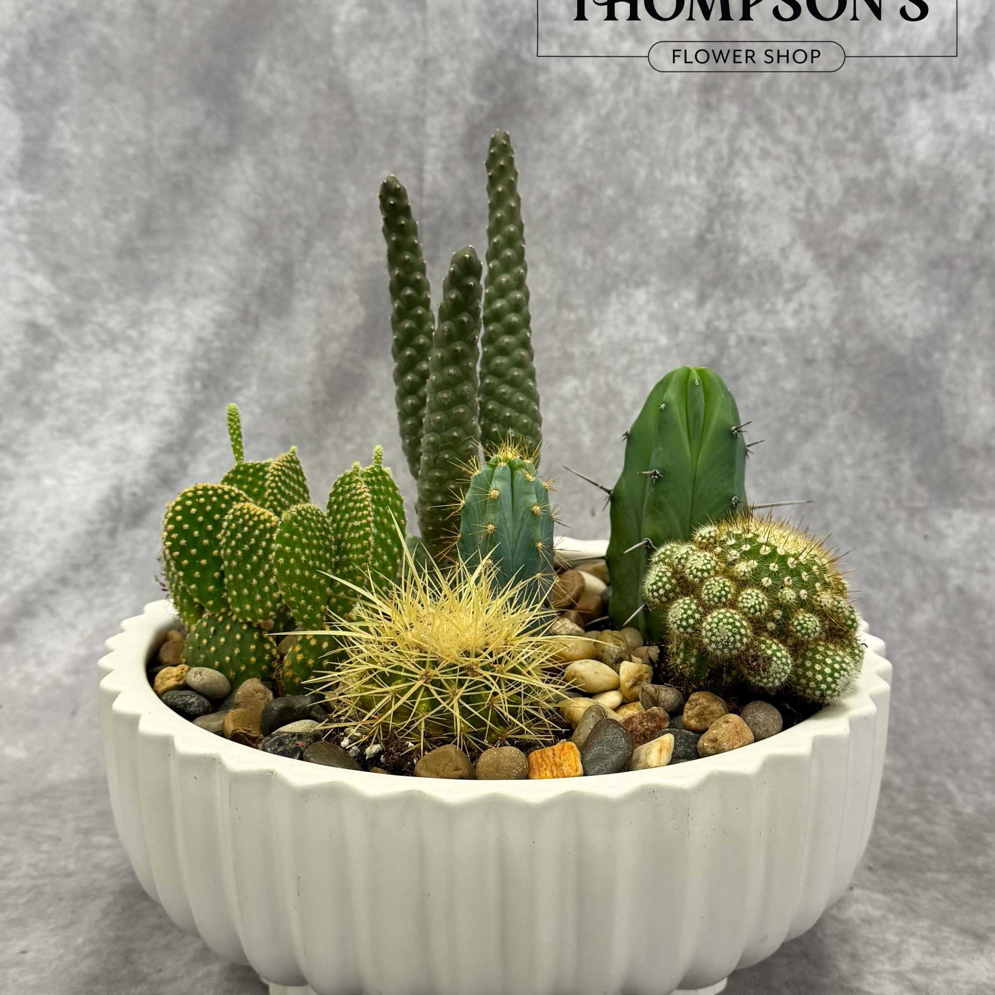 Assorted cacti arranged in a white planter with decorative stones