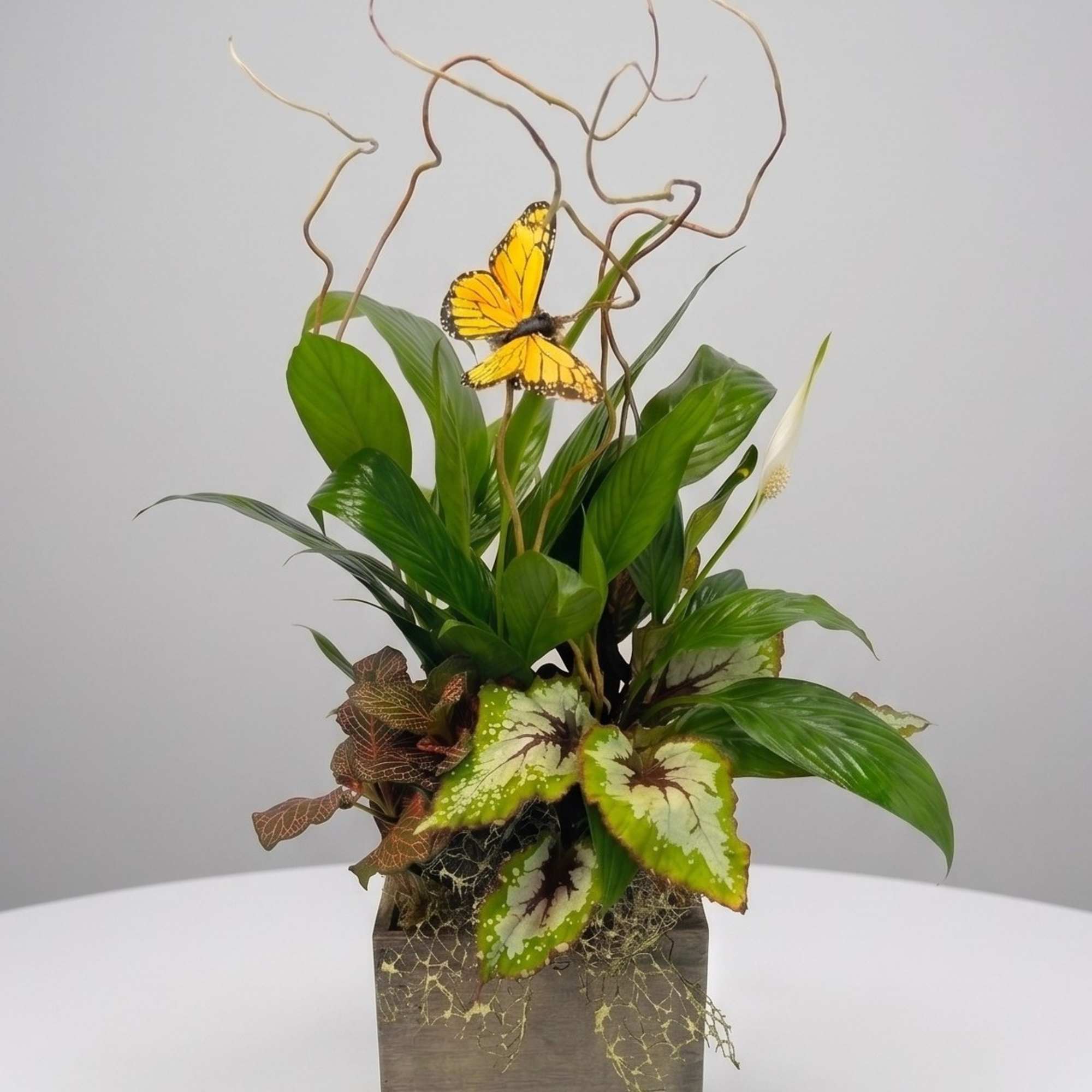 Tropical plant arrangement with a butterfly accent in a square wooden container