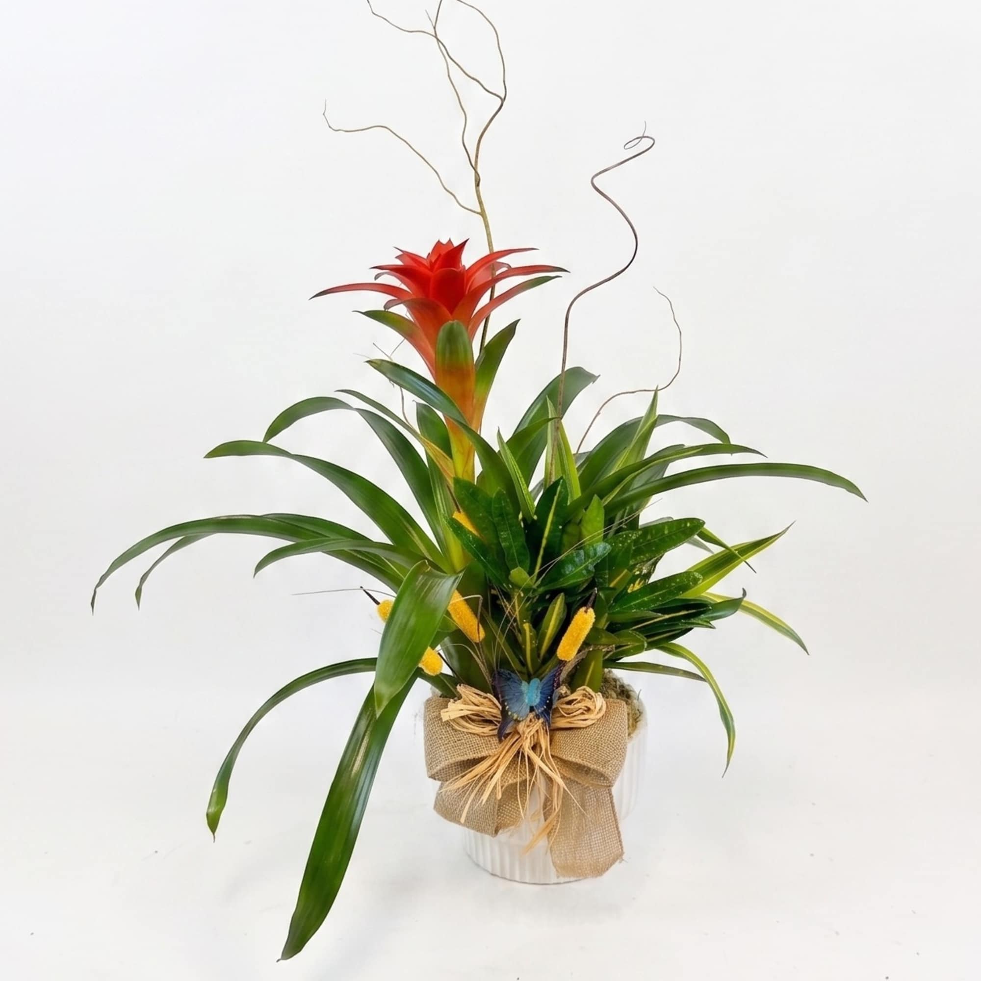 Tropical plant arrangement with a red bromeliad in a wrapped pot, photo 2 of 2