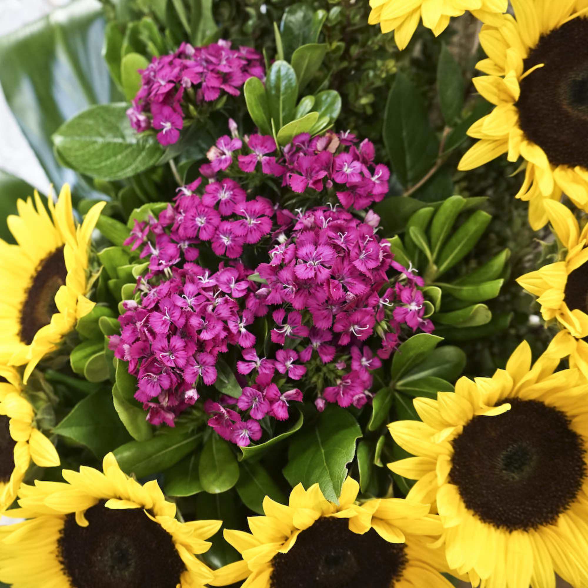 Pink dianthus cluster surrounded by bright yellow sunflowers