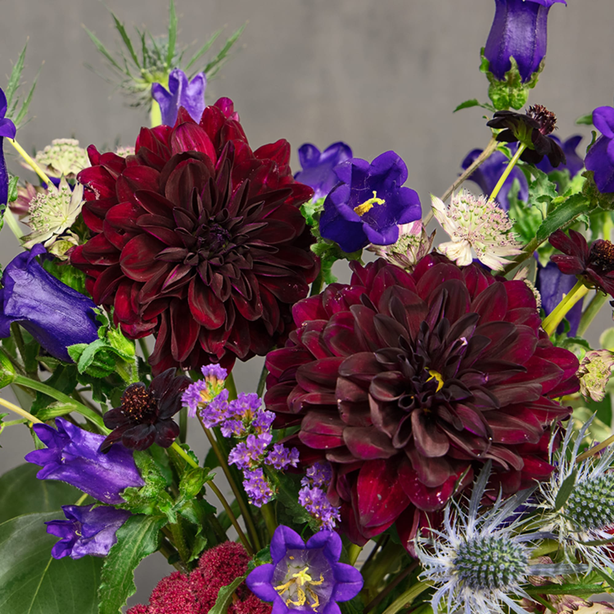 Bouquet of deep burgundy dahlias and purple bellflowers in a glass vase