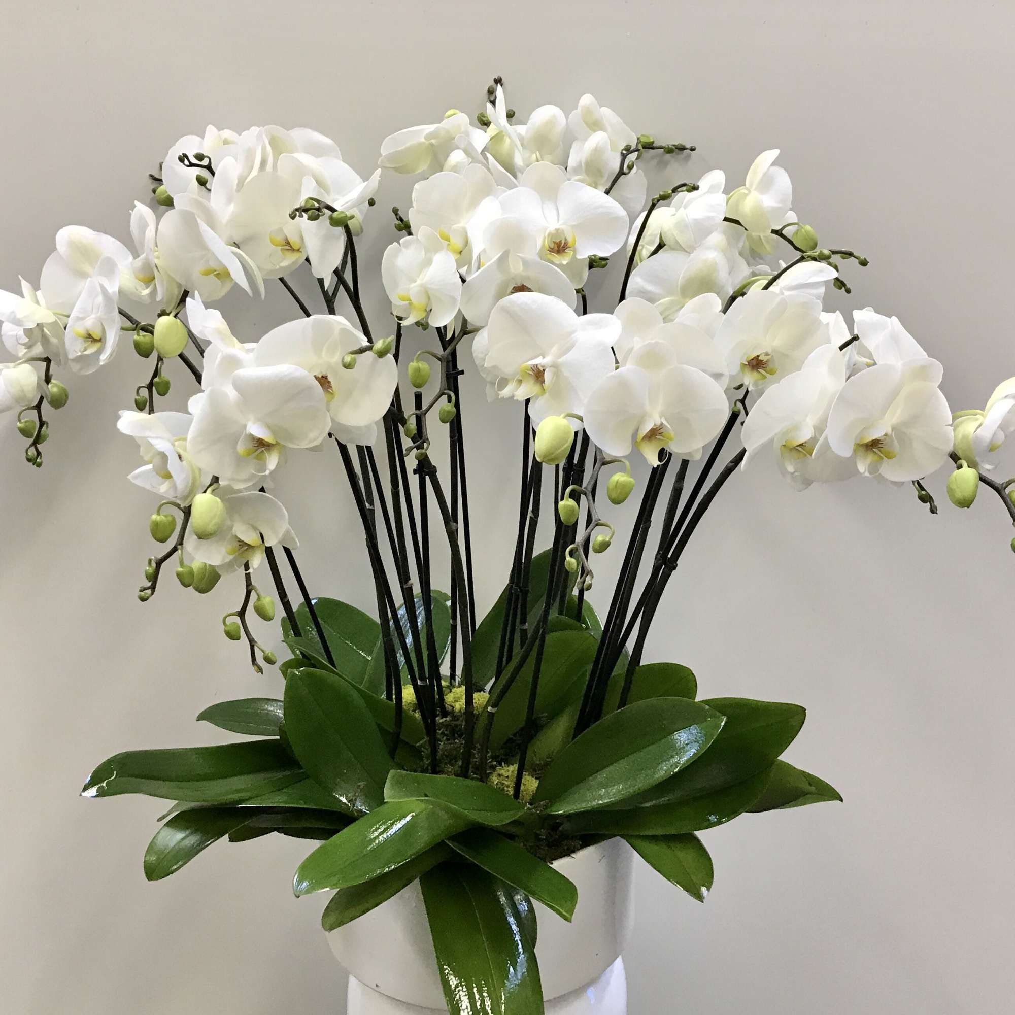 White orchids arranged in a white pot with broad green leaves