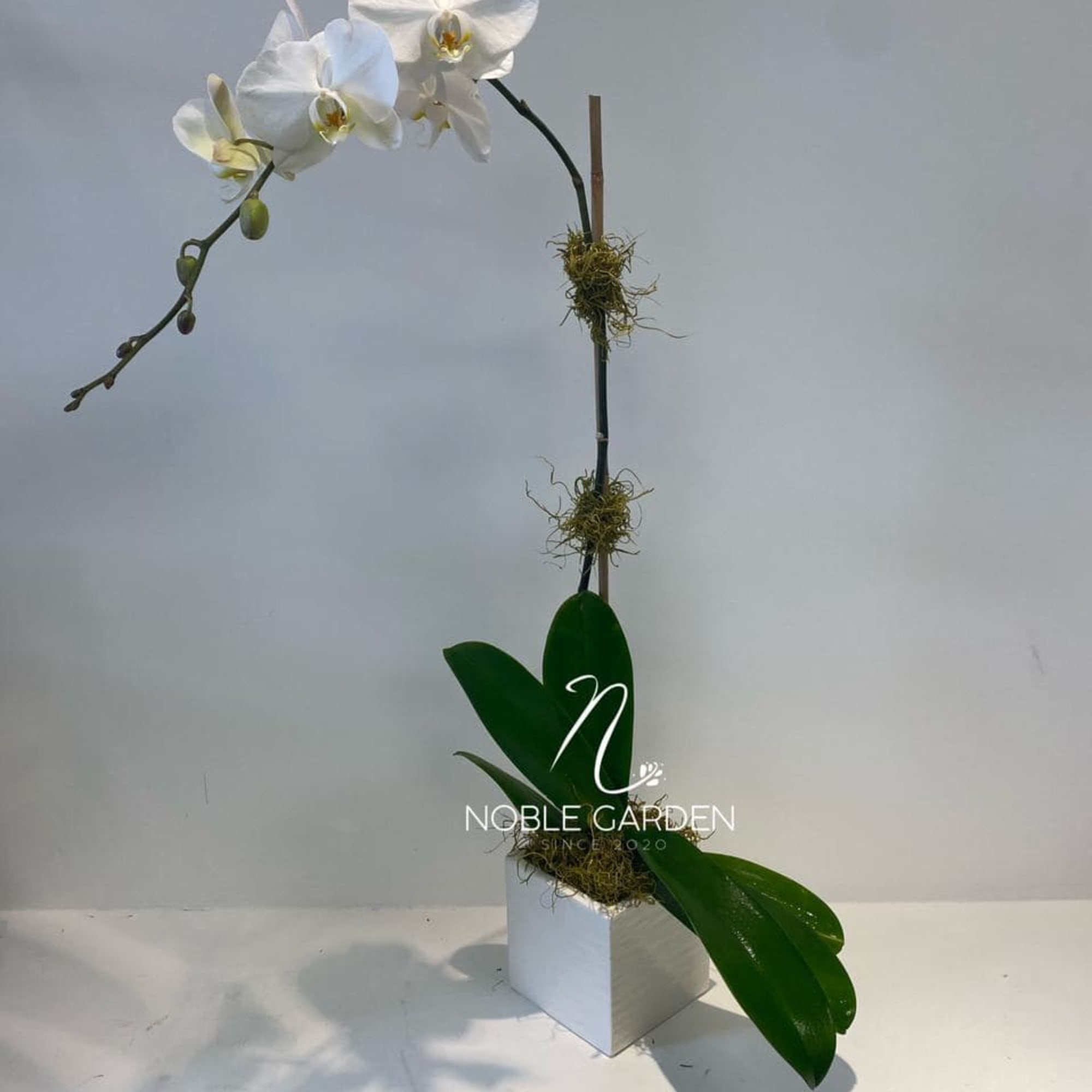 White orchid stem in a white cube planter