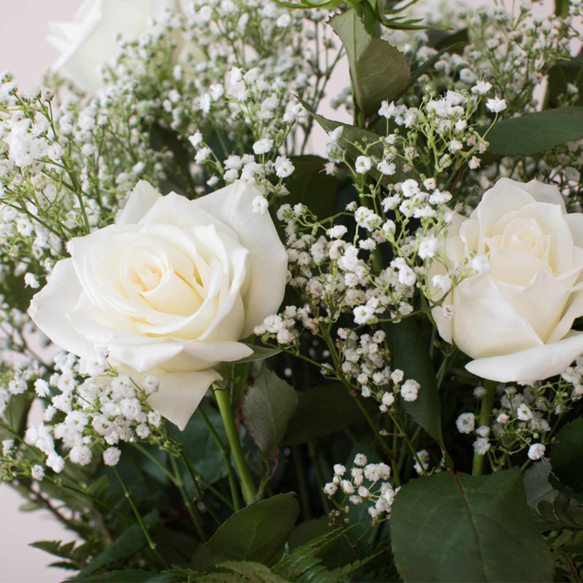 Close-up of white roses with clusters of tiny white filler flowers