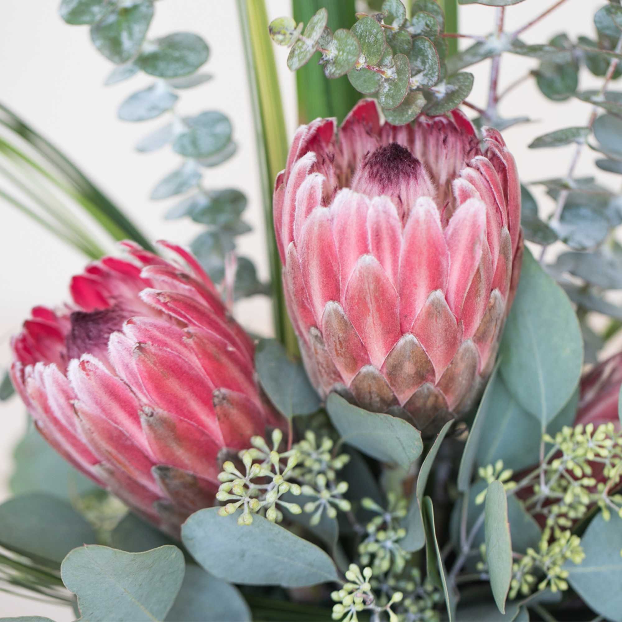 Close-up of pink protea flowers with eucalyptus foliage