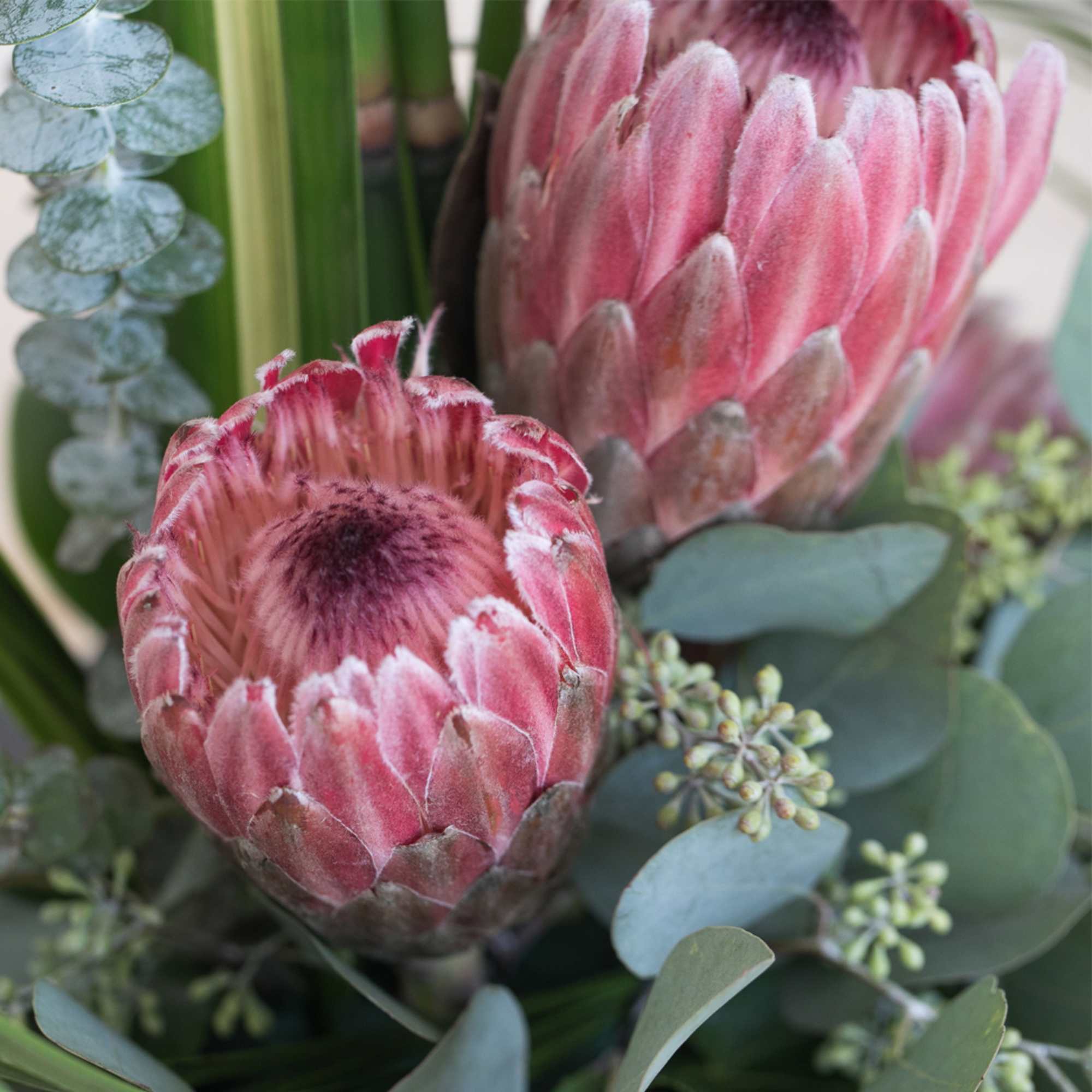 Close-up of two pink protea flowers in a bouquet