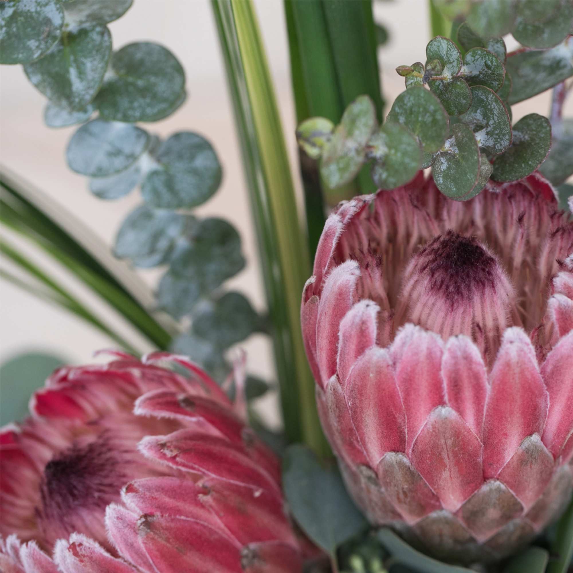 Close-up of two pink protea flowers with eucalyptus accents