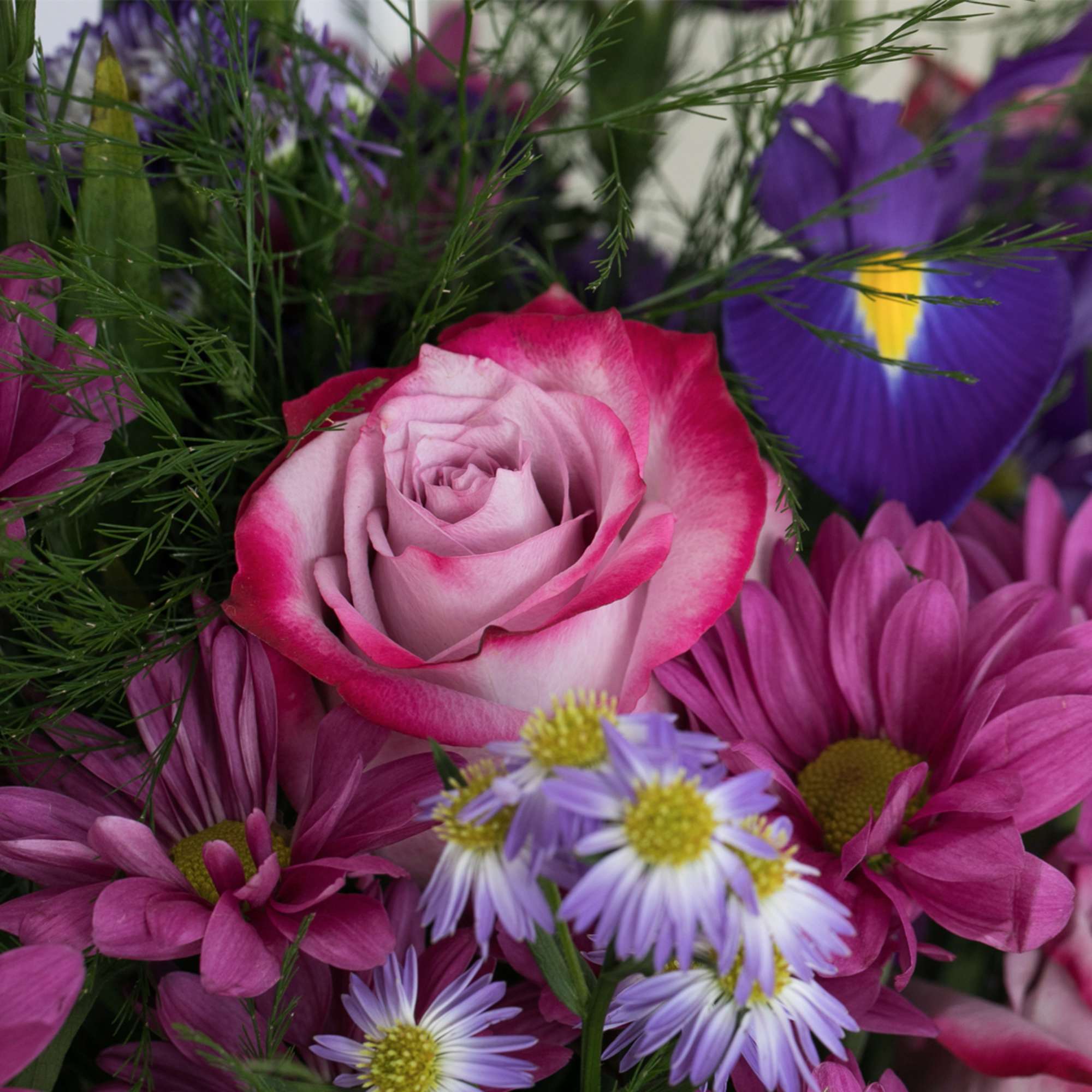 Mixed bouquet with a pink-tipped rose, purple iris, and pink and lavender daisies.