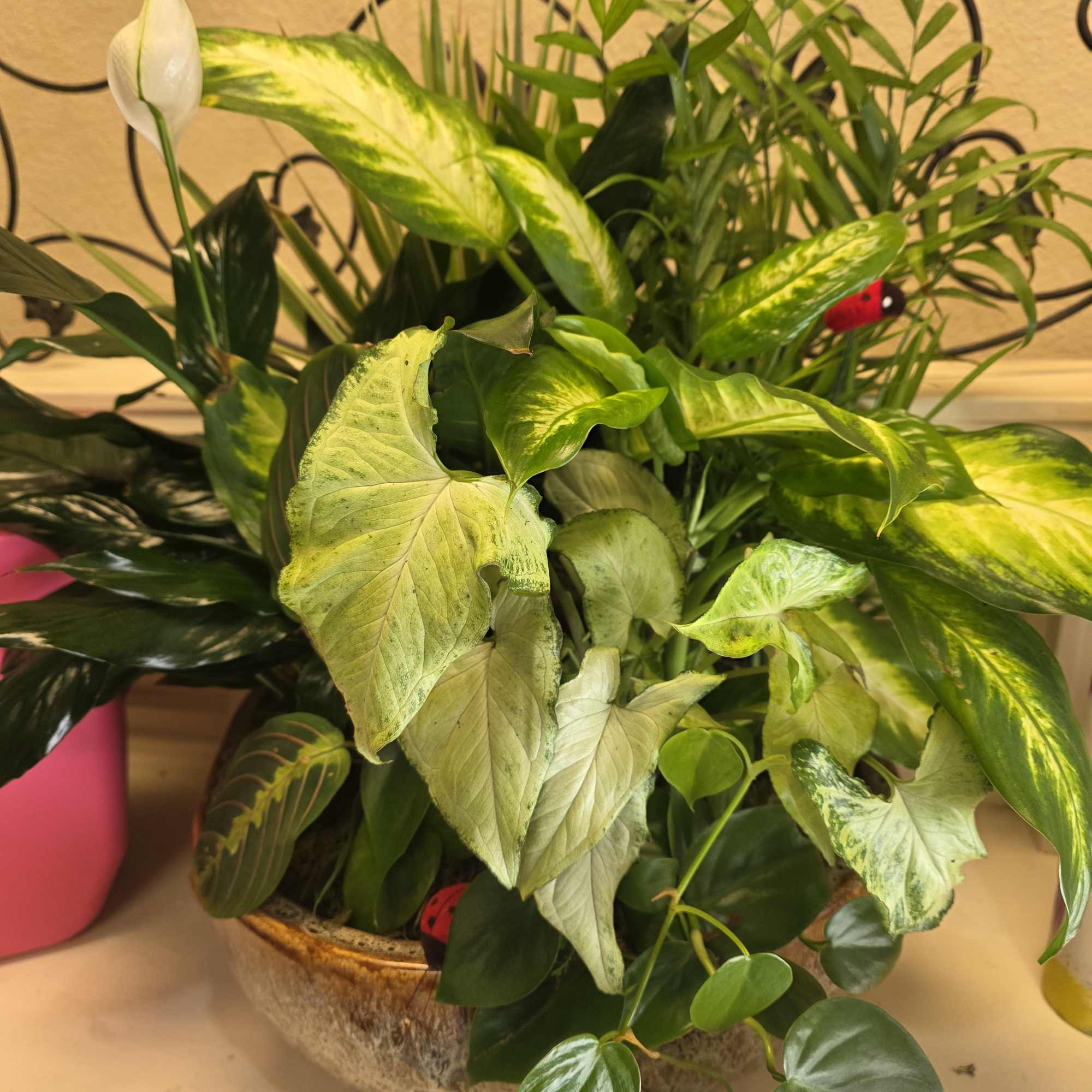 Mixed potted houseplants with a white peace lily bloom in a shallow bowl.