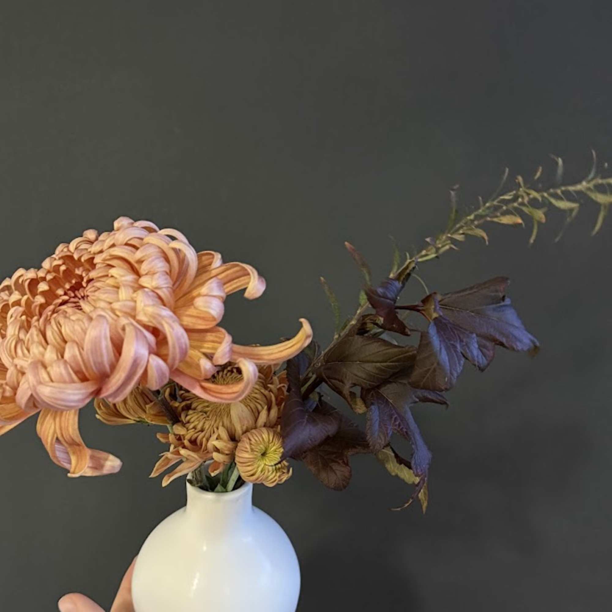Peach chrysanthemums in a small white vase with dark foliage