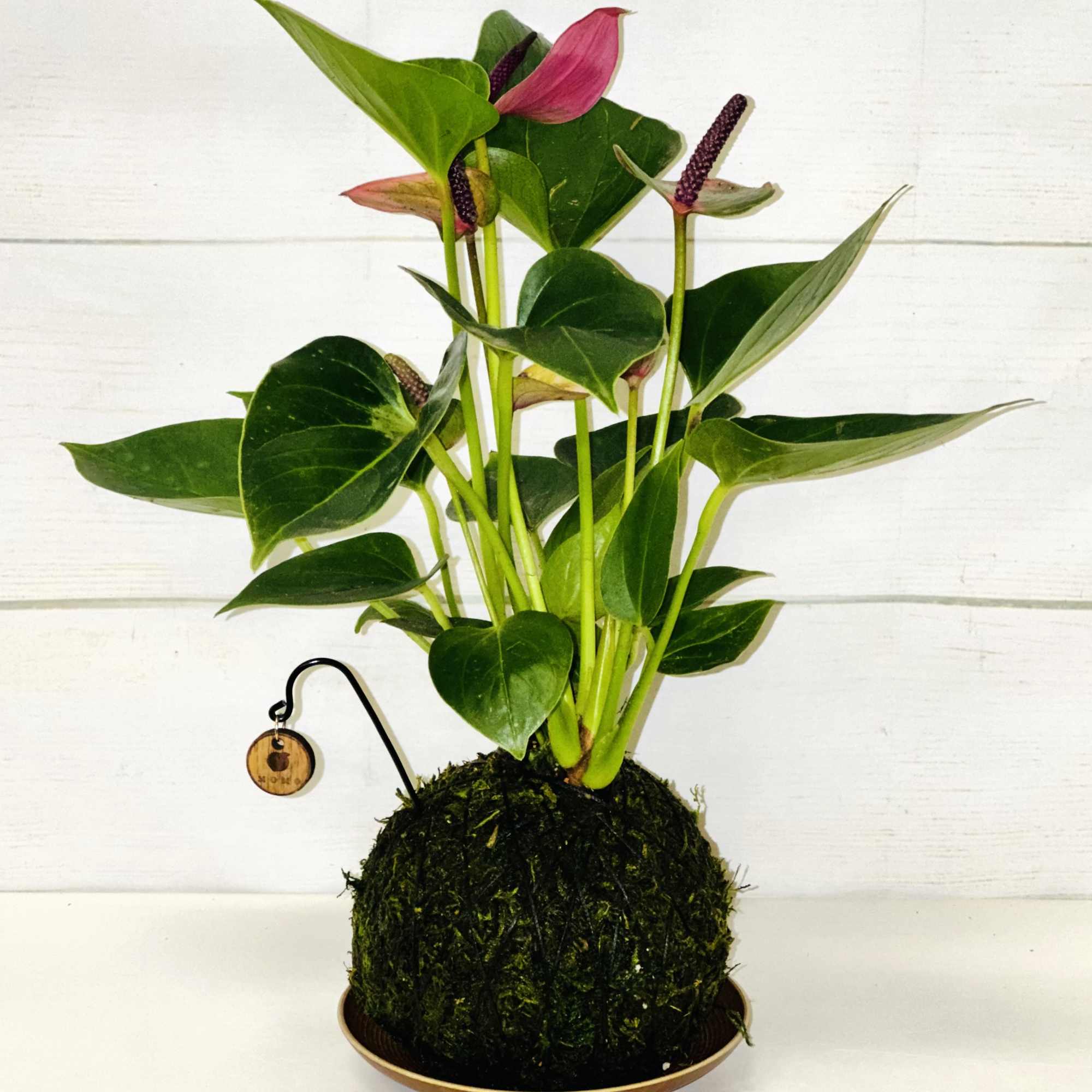 Pink anthurium plant in a moss-covered ball on a shallow dish with a small wooden tag