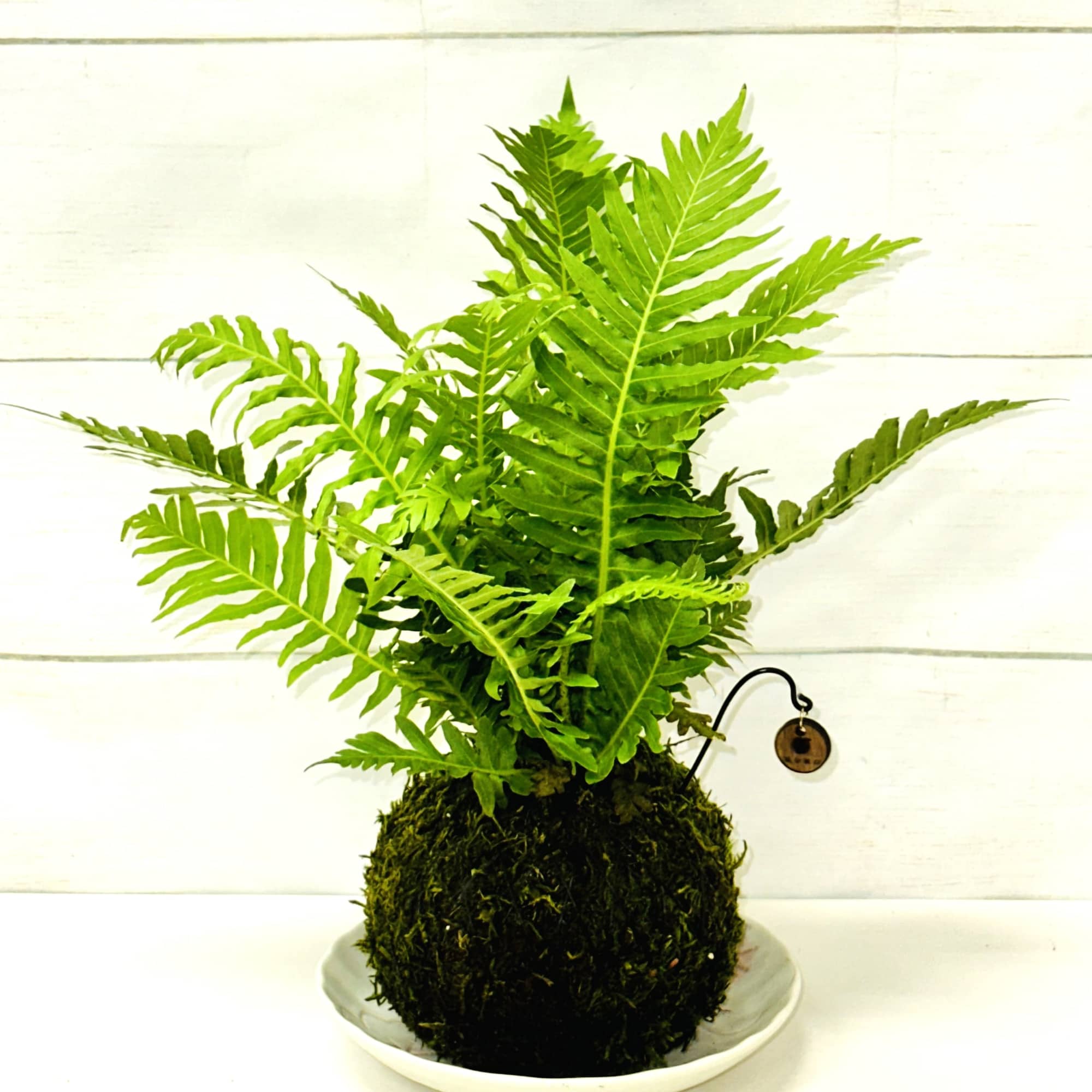 Fern plant in a moss-covered ball set on a white dish