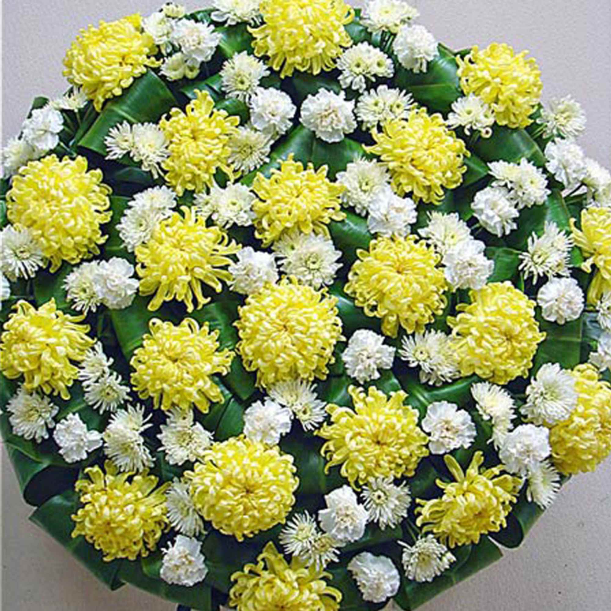 Round arrangement of yellow and white chrysanthemums on a base of dark green leaves