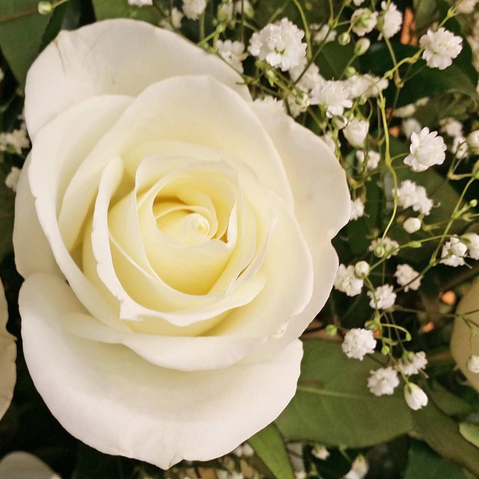 Close-up of a white rose with small white filler flowers
