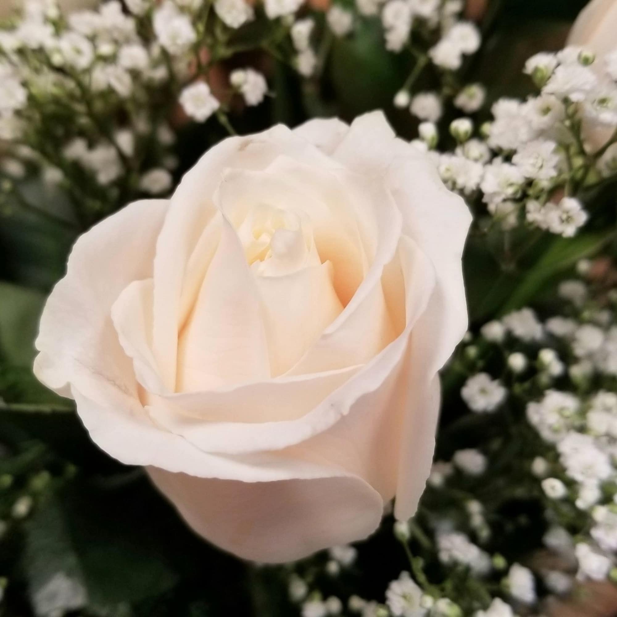 Close-up of a pale cream rose with small white filler flowers in the background