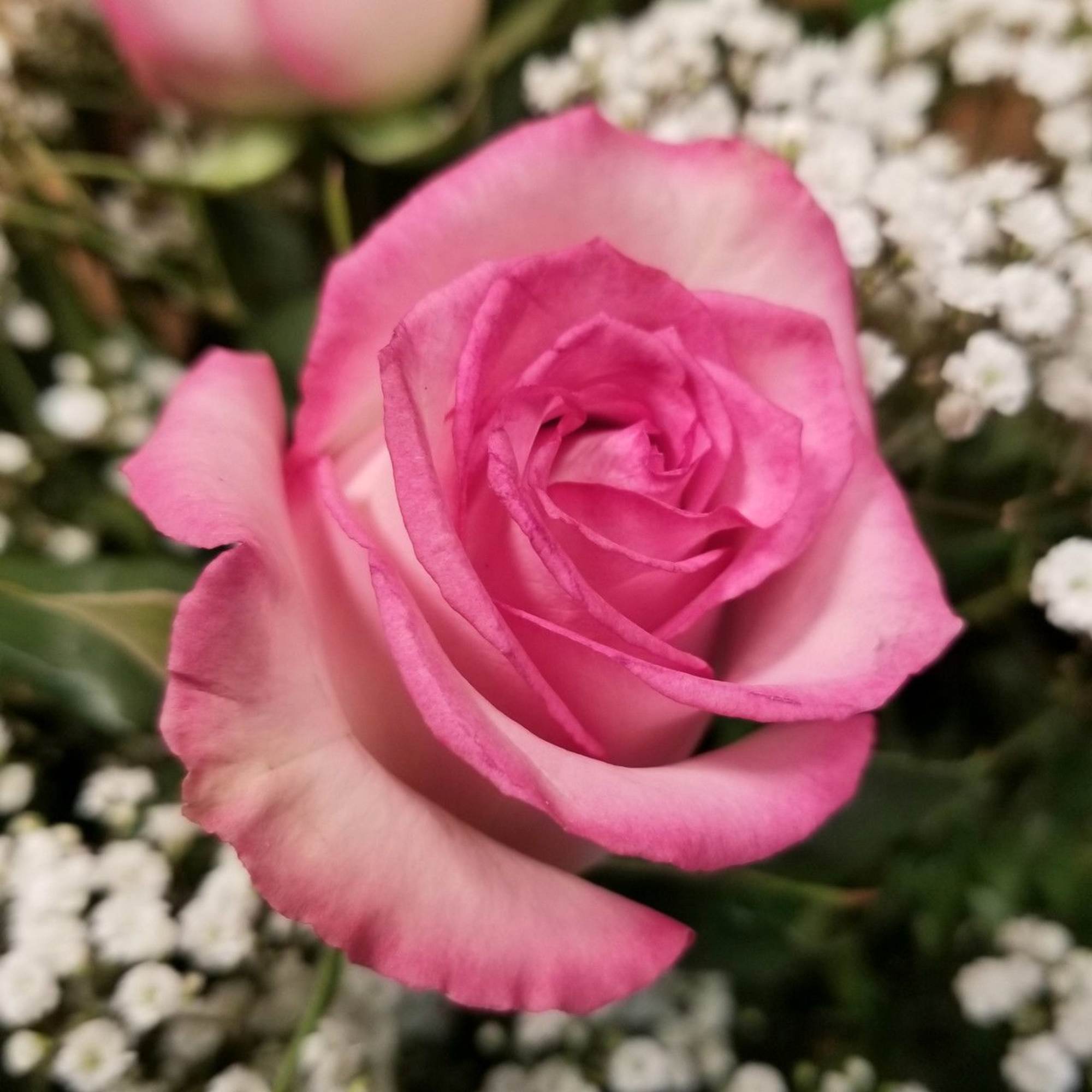 Close-up of a pink rose surrounded by small white filler flowers