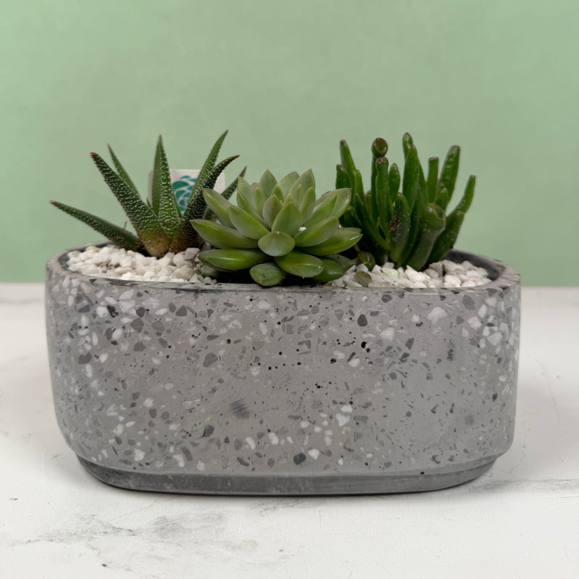 A compact, modern succulent planter that makes a calm, contemporary gift for, photo 2 of 6