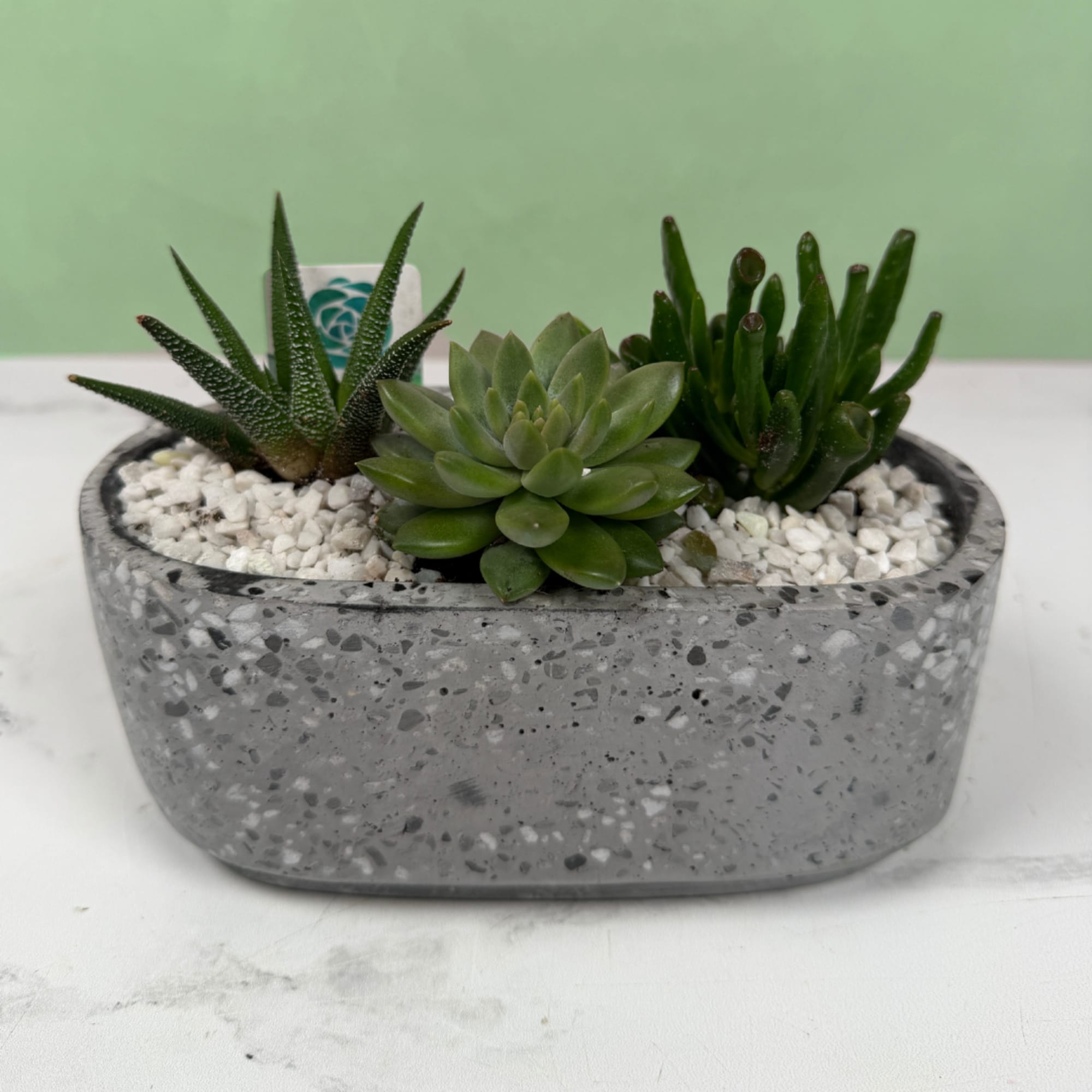 A compact, modern succulent planter that makes a calm, contemporary gift for, photo 3 of 6