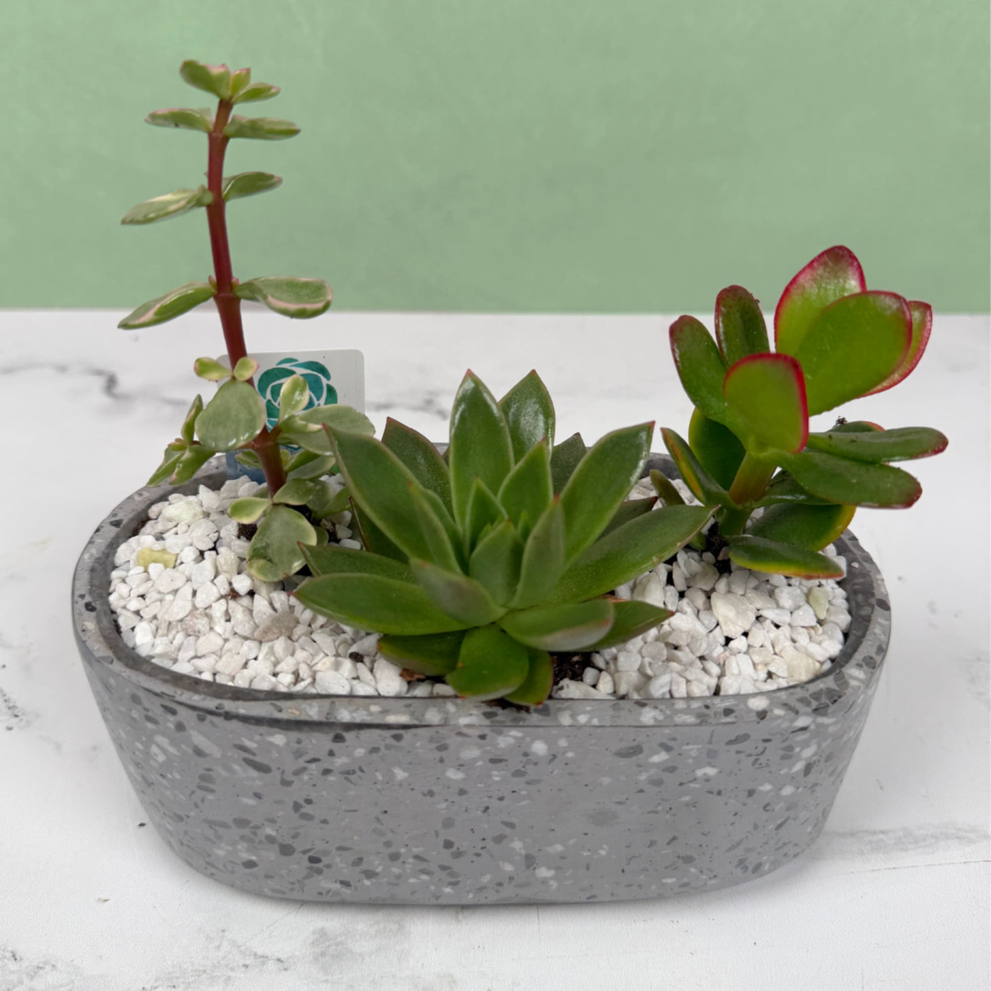 A compact, modern succulent planter that makes a calm, contemporary gift for, photo 4 of 6
