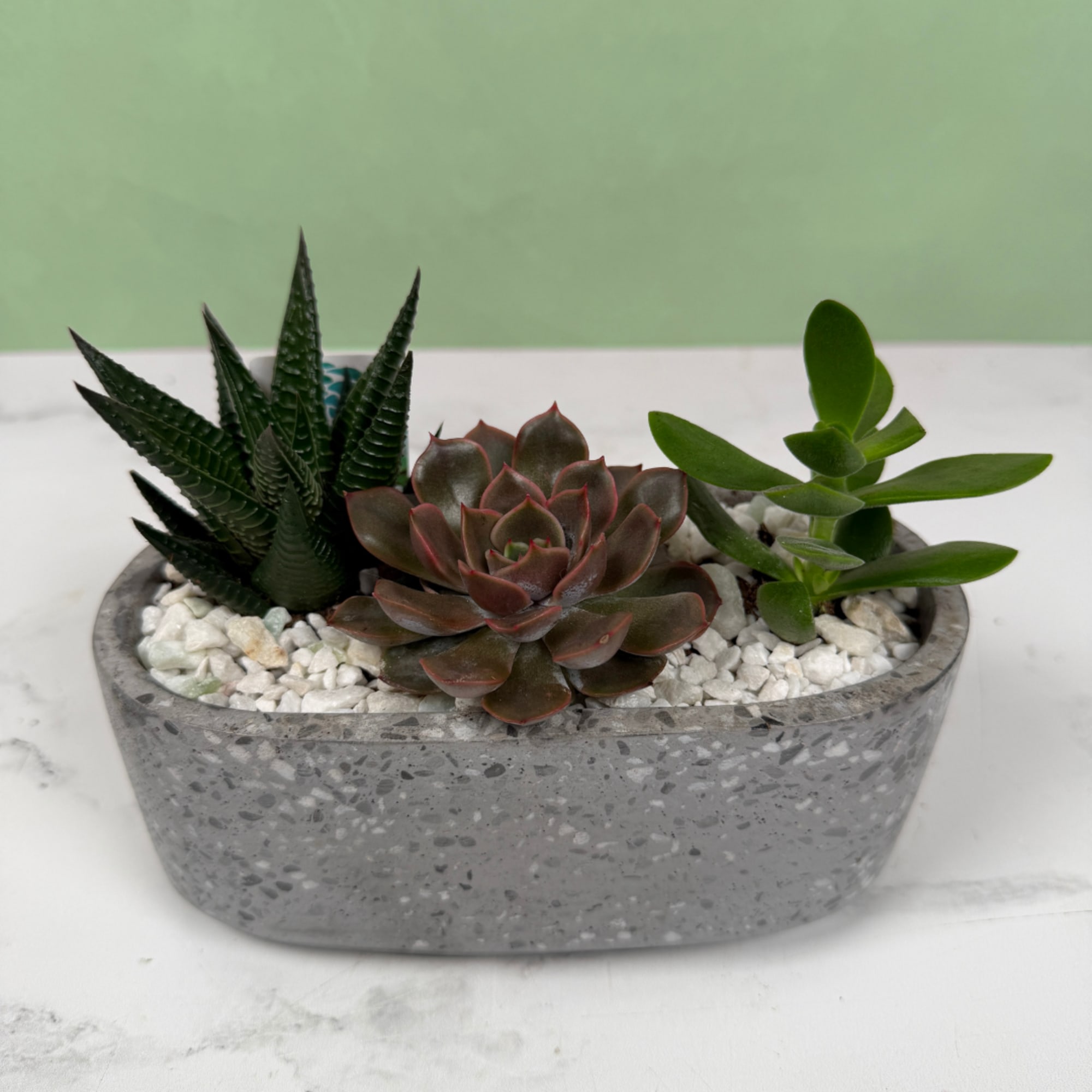 A compact, modern succulent planter that makes a calm, contemporary gift for, photo 5 of 6