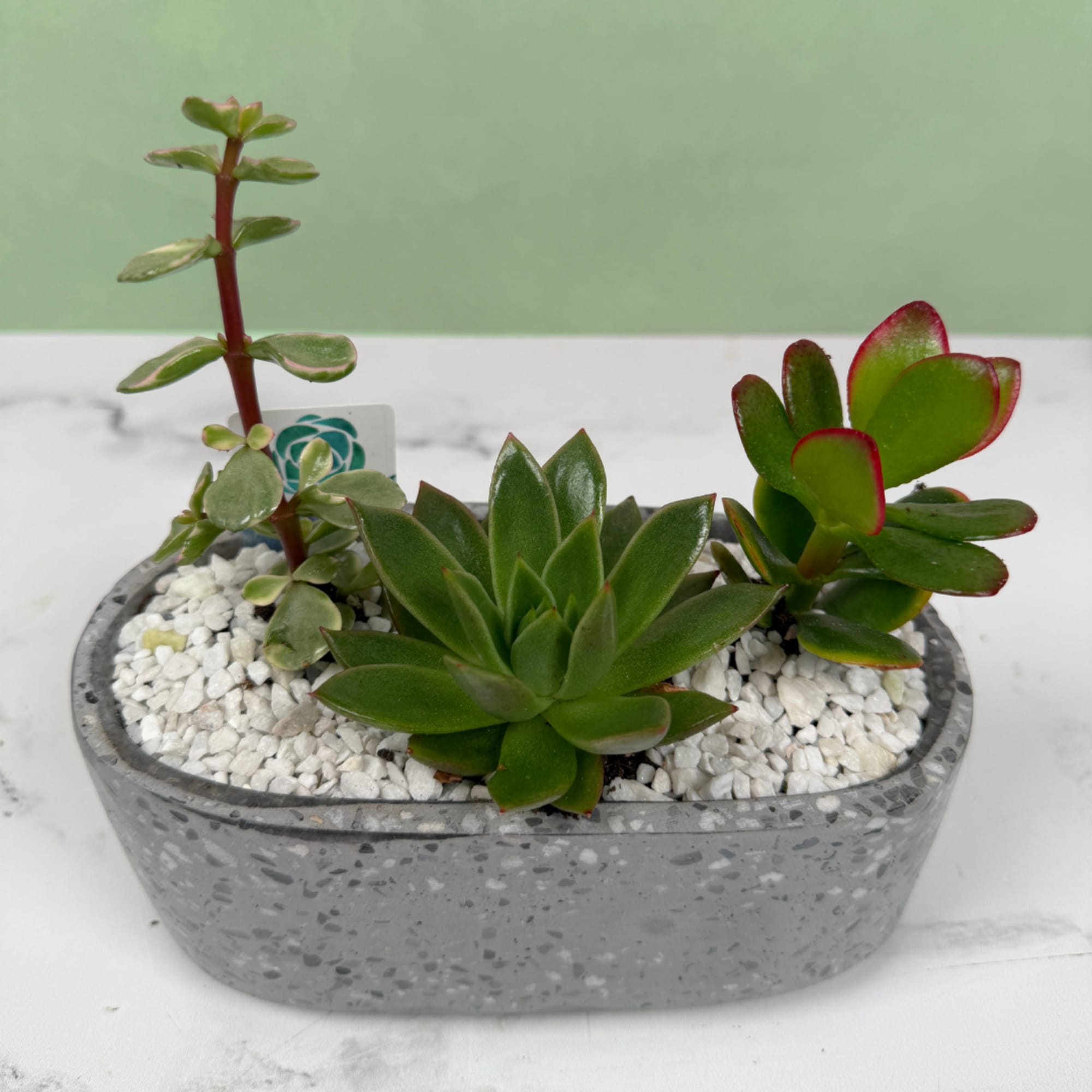 A compact, modern succulent planter that makes a calm, contemporary gift for, photo 6 of 6