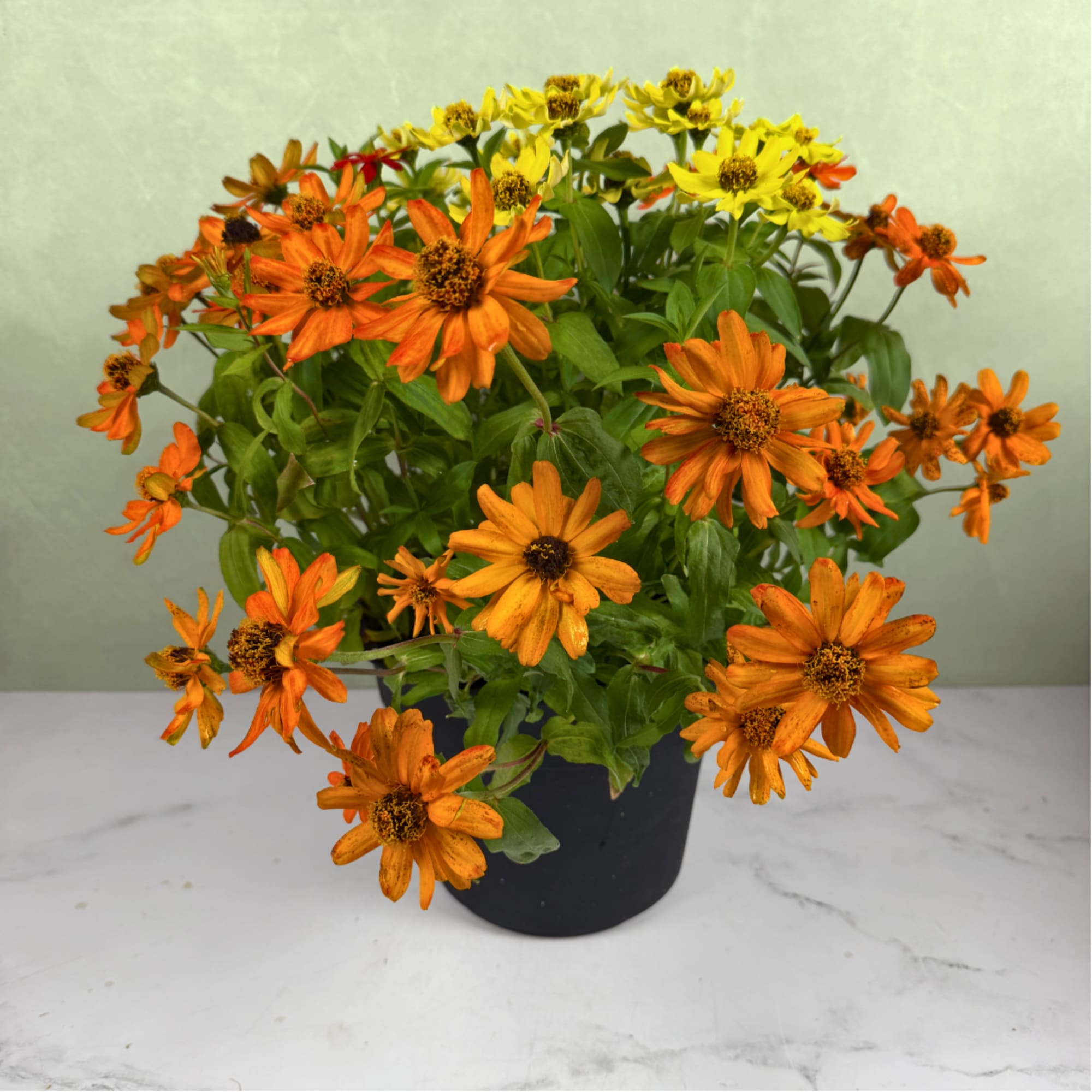 Potted arrangement of orange and yellow daisy-like flowers