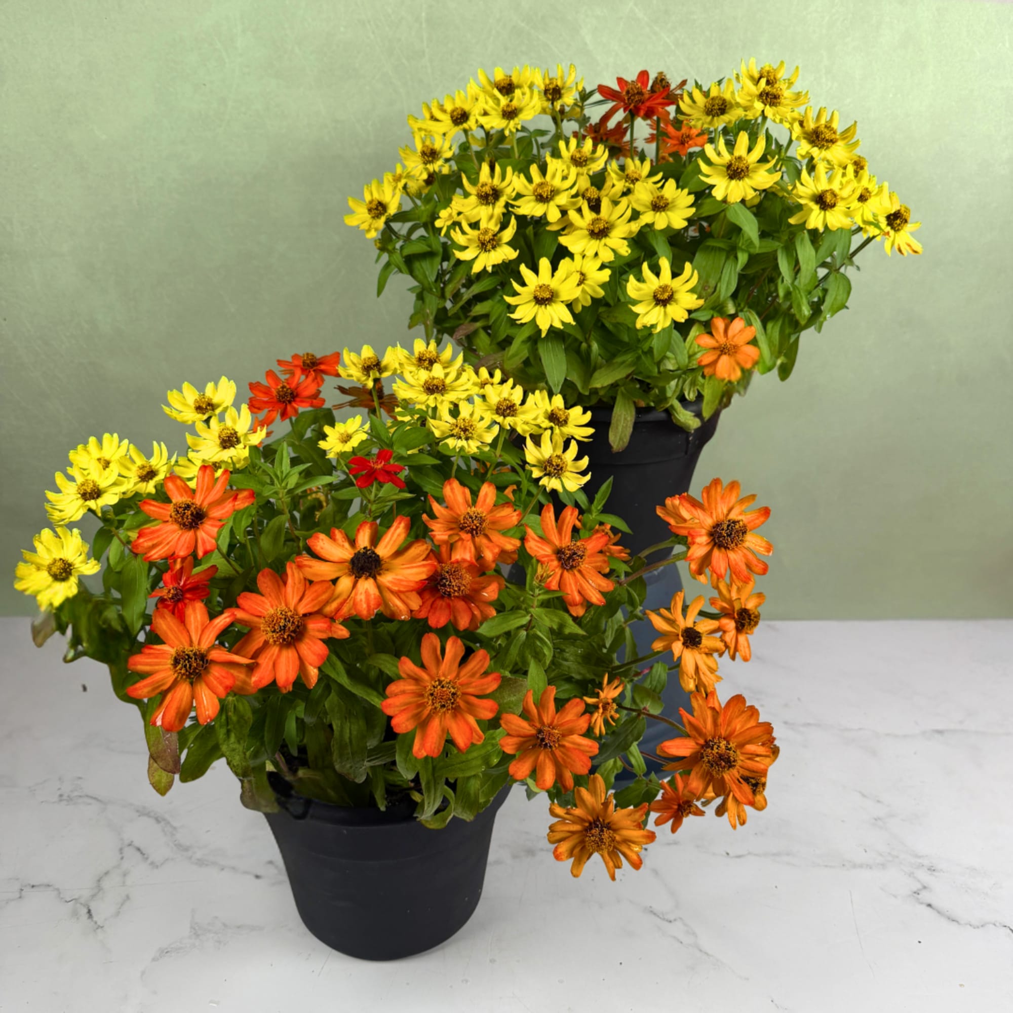 Two potted daisy plants with yellow and orange blooms