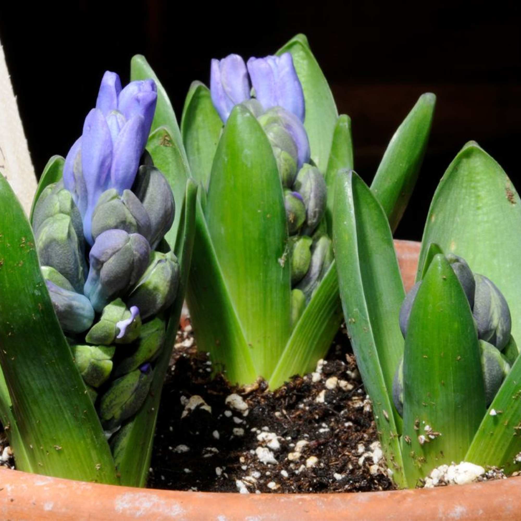 Potted purple hyacinth bulbs with green leaves