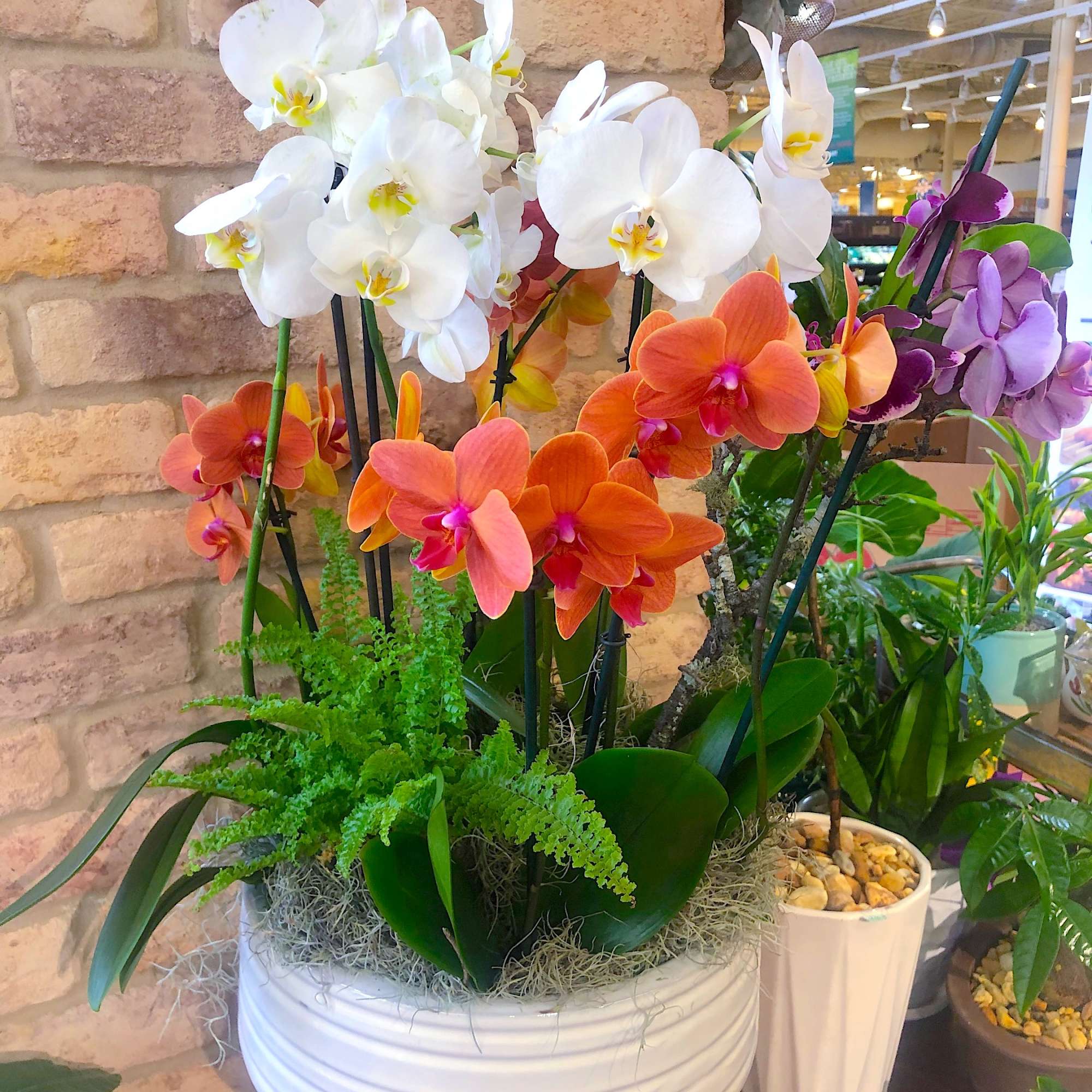 Tall arrangement of white, orange, and purple orchids in a white pot with ferns